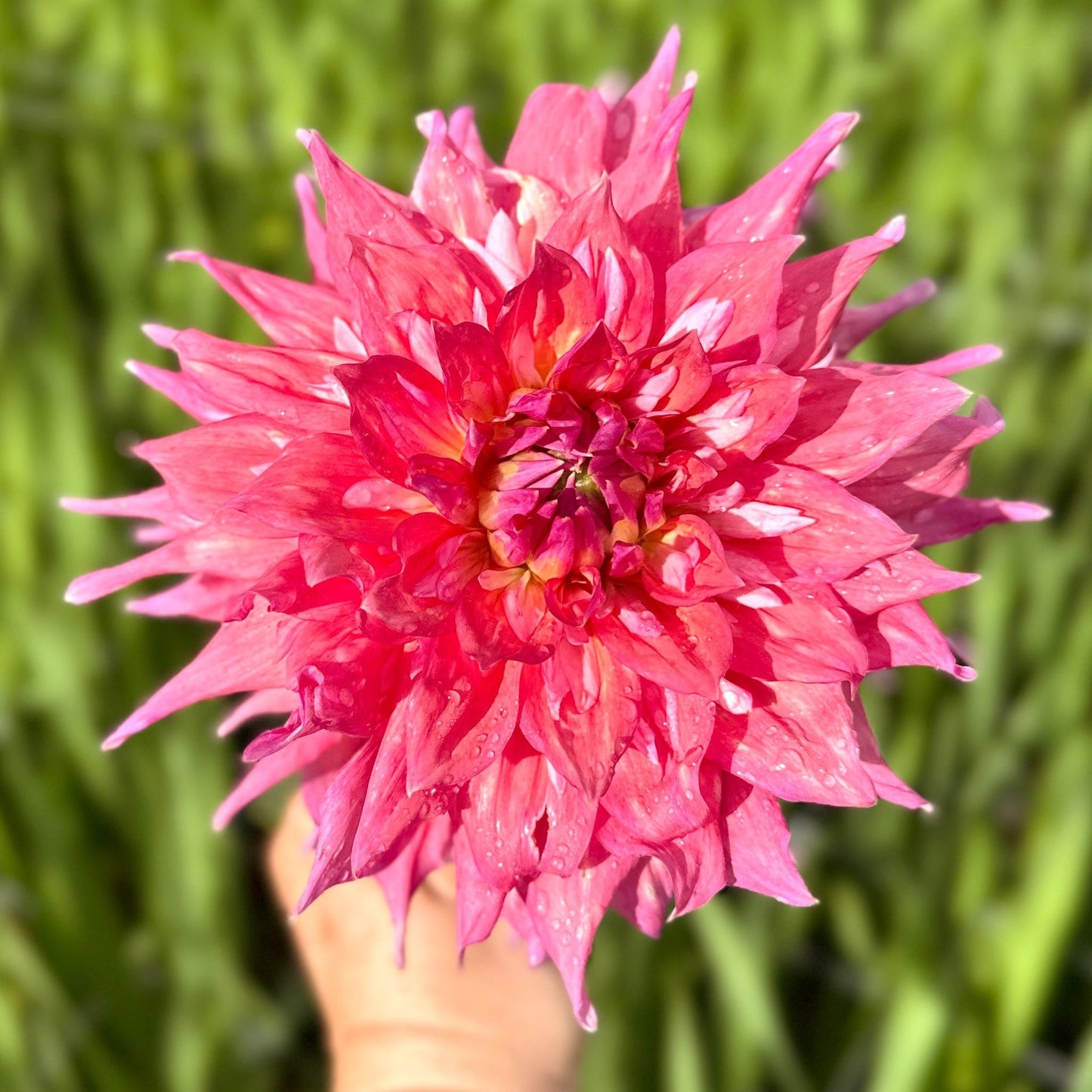 Hapet Art Act - Love Dahlias - south - africa - flower - bulbs