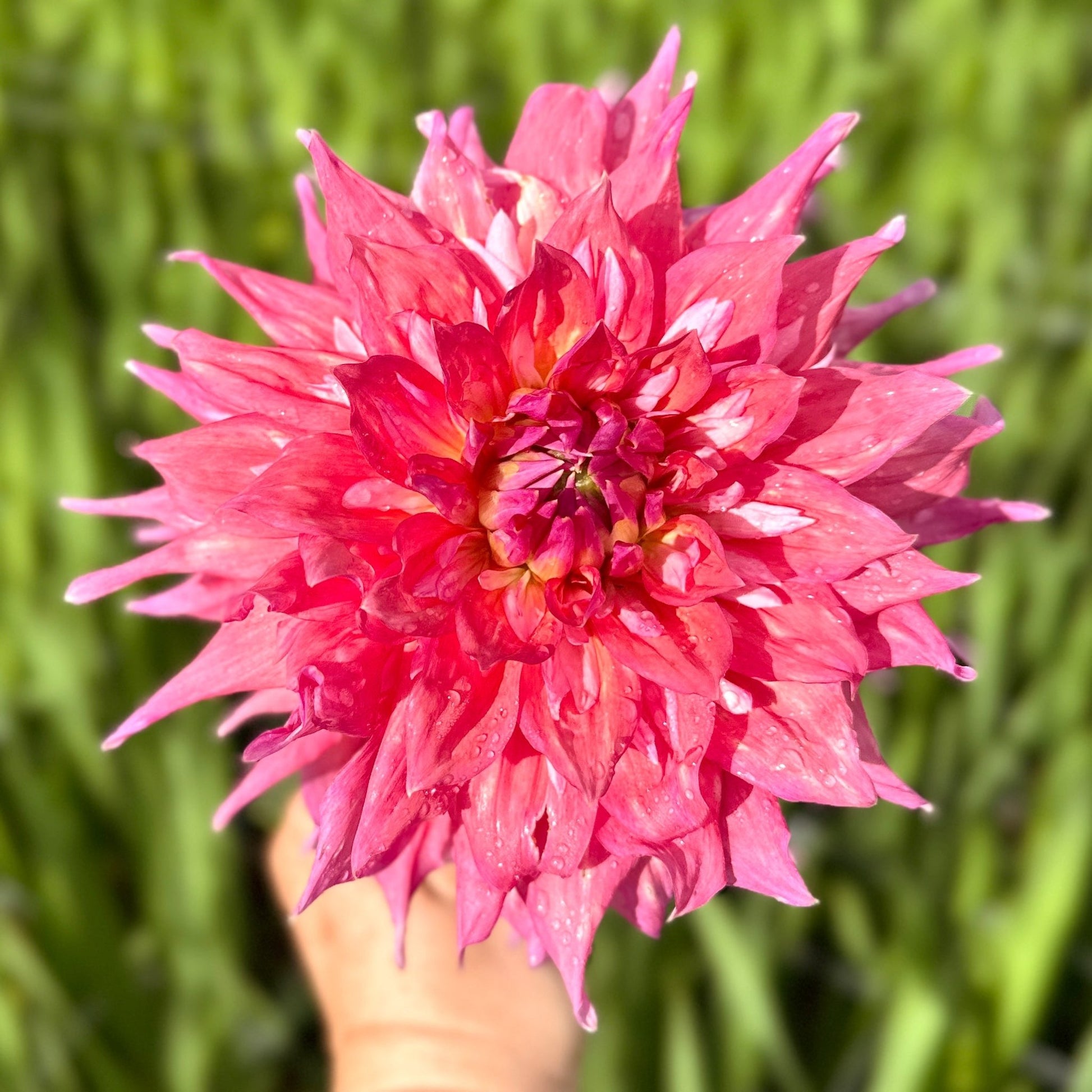 Hapet Art Act - Love Dahlias - south - africa - flower - bulbs