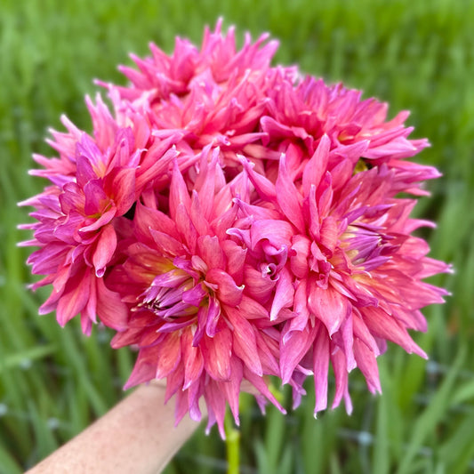 Hapet Art Act - Love Dahlias - south - africa - flower - bulbs