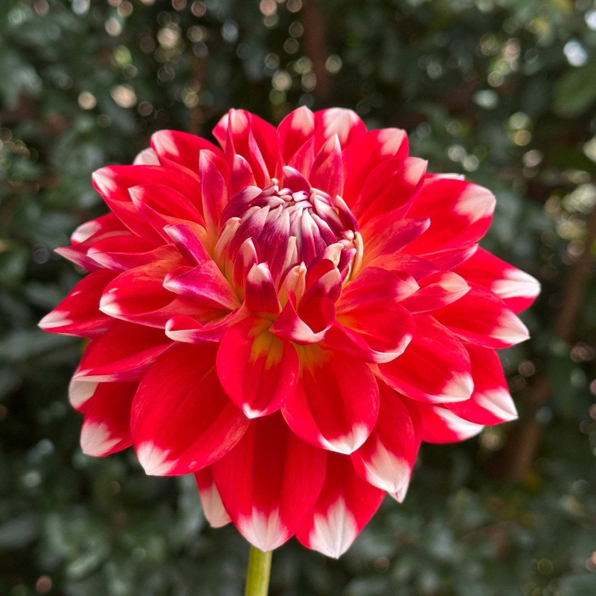 Hapet Celebration Dahlia Tuber - Love Dahlias - south - africa - flower - bulbs