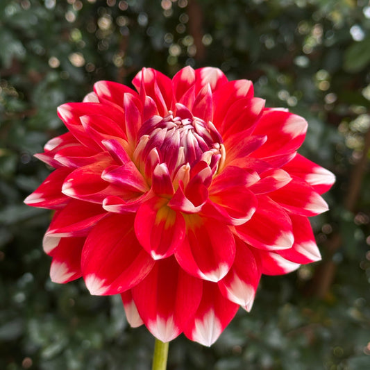 Hapet Celebration Dahlia Tuber - Love Dahlias - south - africa - flower - bulbs