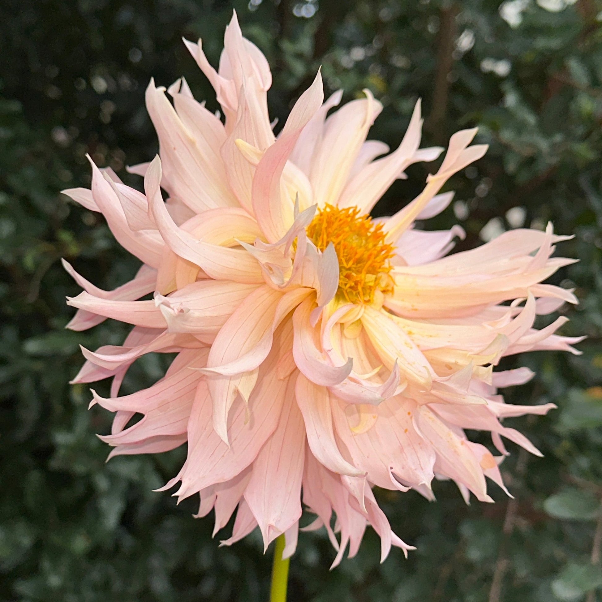 Hapet Champagne Dahlia (Limit 1 p.p) - Love Dahlias - south - africa - flower - bulbs