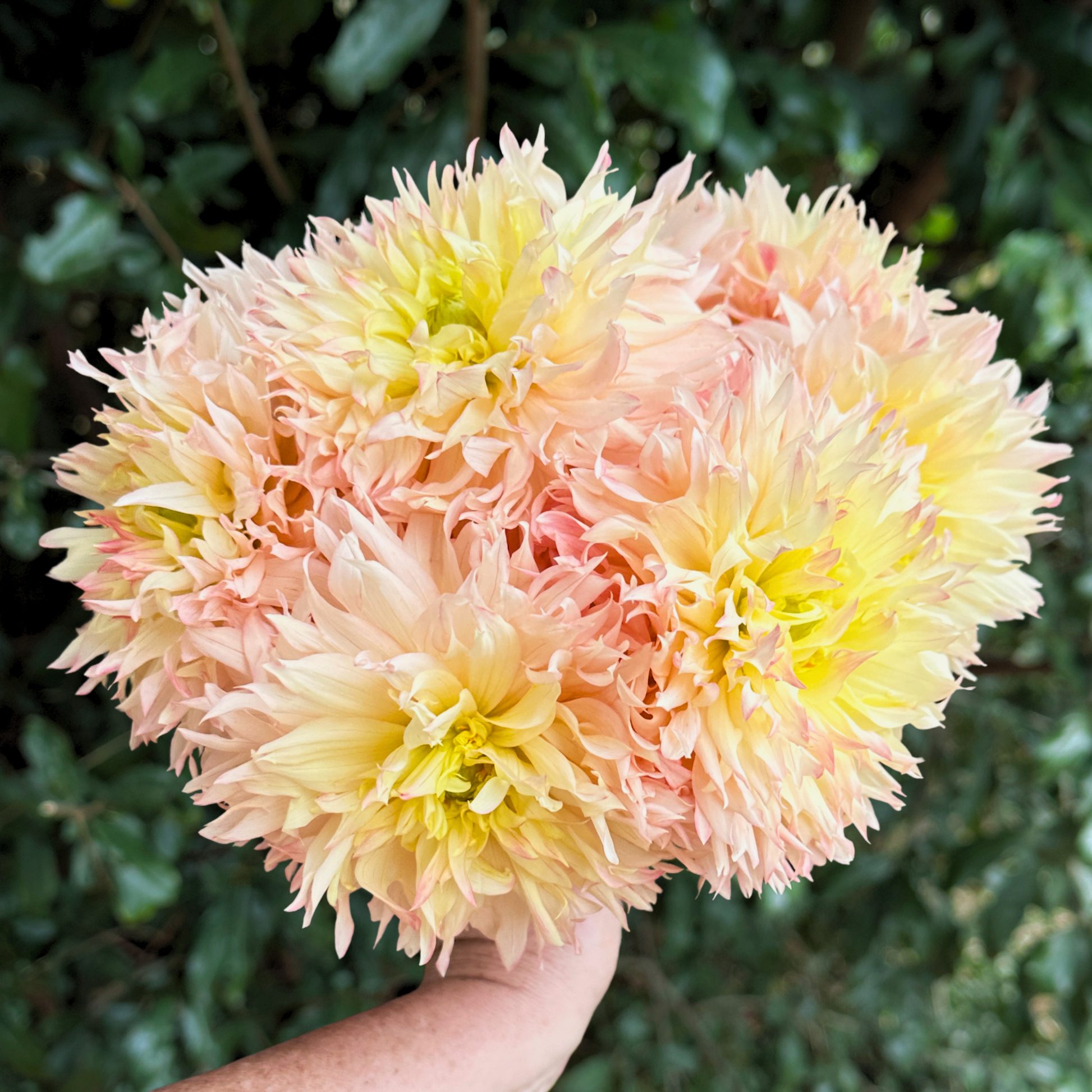 Hapet Champagne Dahlia Tuber | South Africa - Love Dahlias - south - africa - flower - bulbs