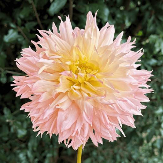 Hapet Champagne Dahlia Tuber | South Africa - Love Dahlias - south - africa - flower - bulbs
