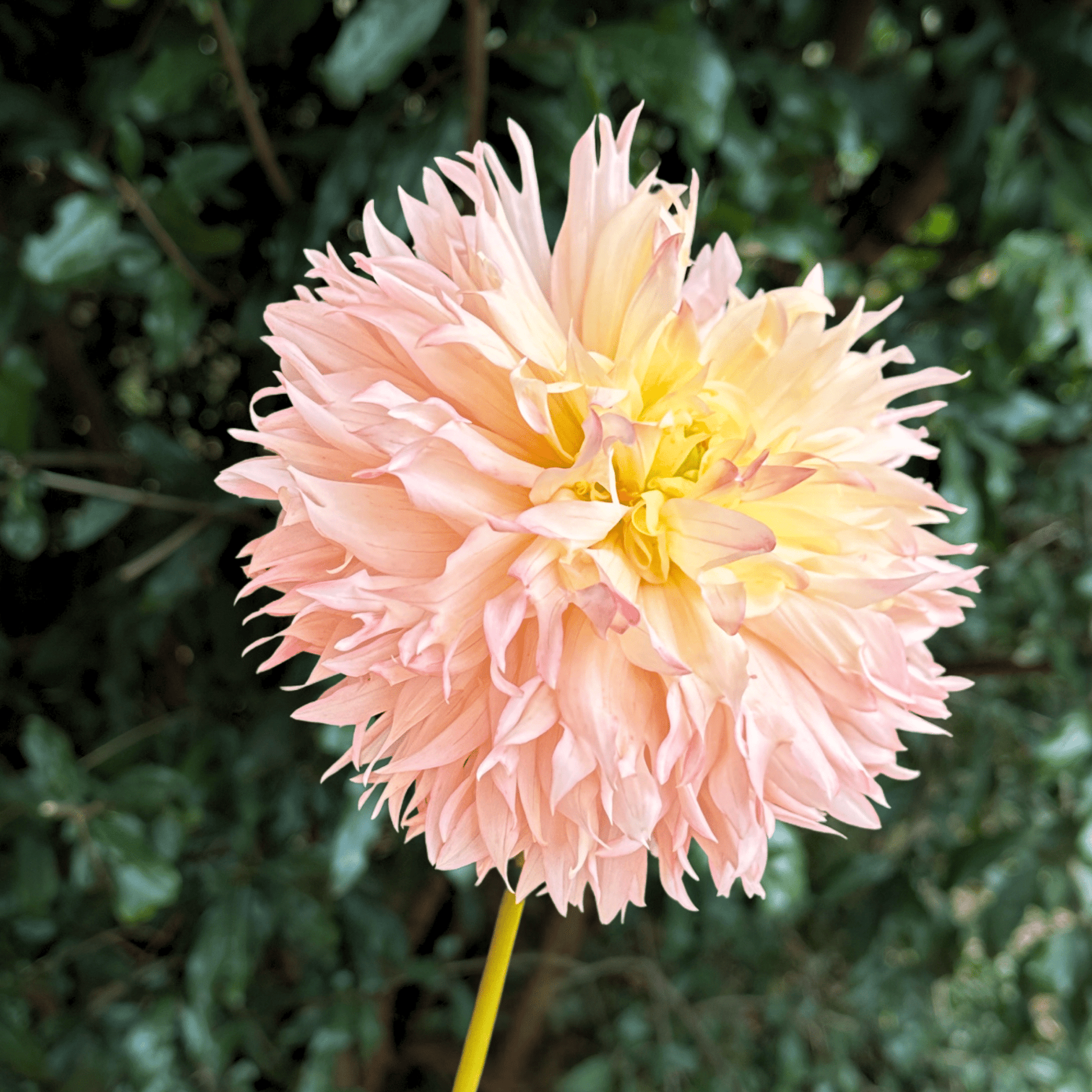 Hapet Champagne Dahlia Tuber | South Africa - Love Dahlias - south - africa - flower - bulbs