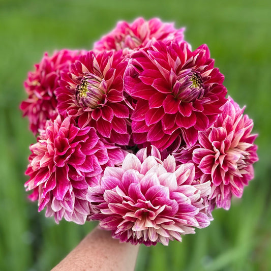 Hapet Cinderella Dahlia (Limit 1 p.p) - Love Dahlias - south - africa - flower - bulbs