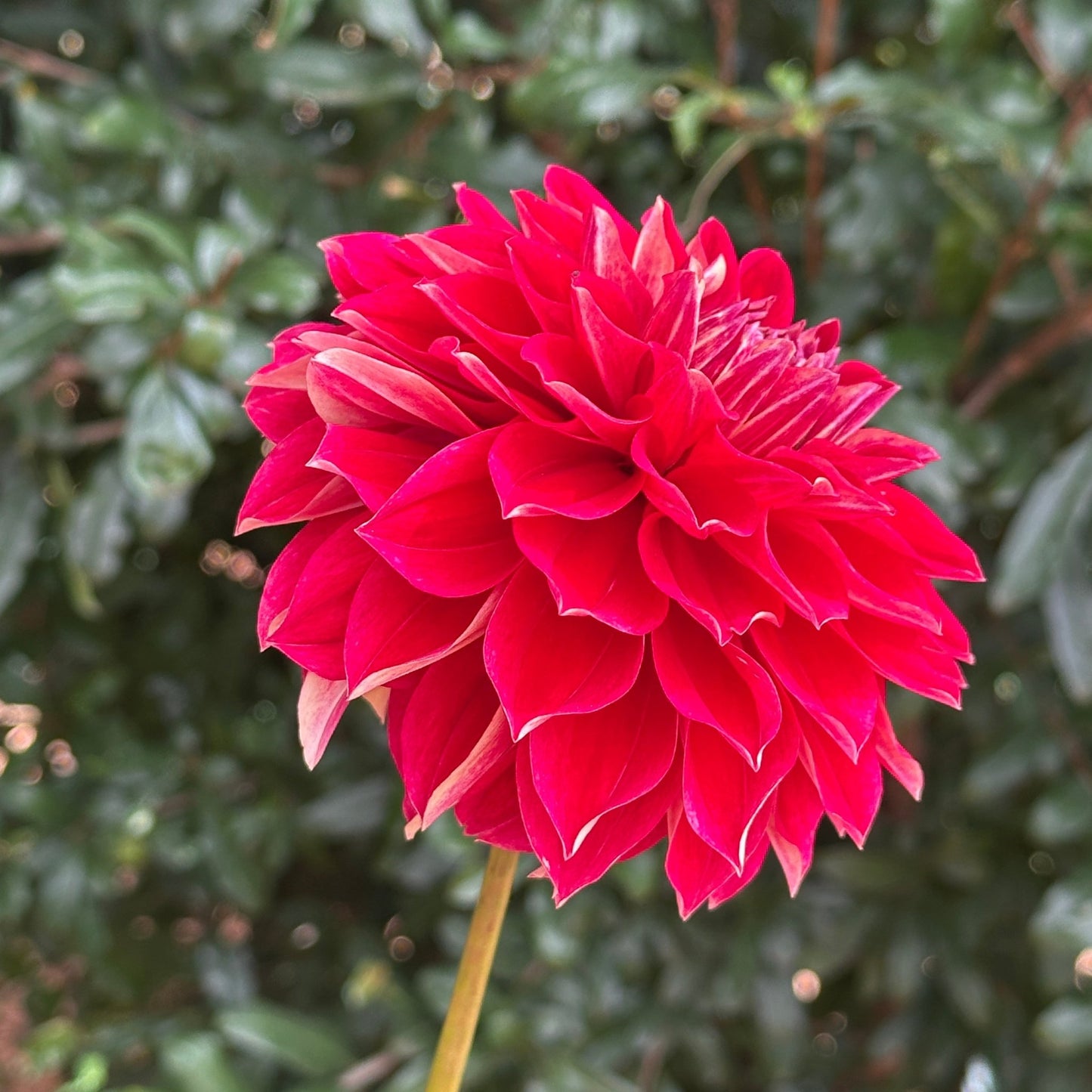 Hapet Cinderella Dahlia (Limit 1 p.p) - Love Dahlias - south - africa - flower - bulbs