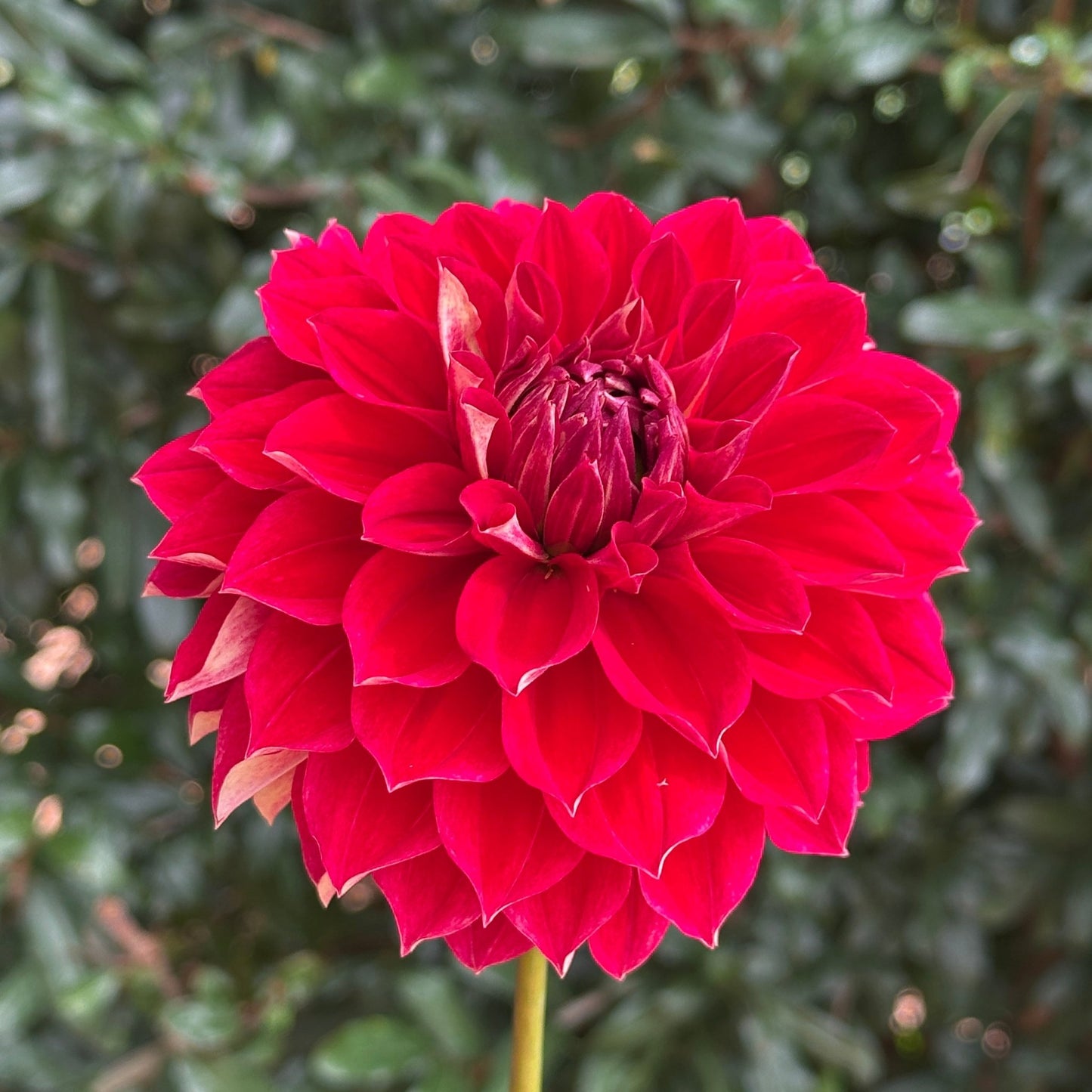 Hapet Cinderella Dahlia (Limit 1 p.p) - Love Dahlias - south - africa - flower - bulbs