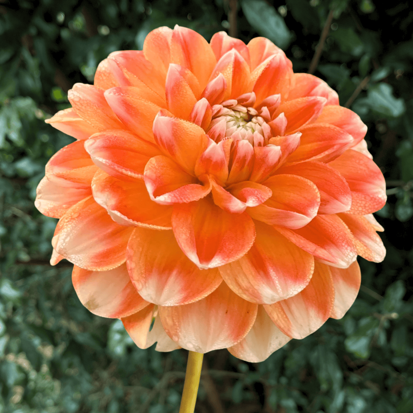 Hapet Harmony Dahlia Tuber | South Africa - Love Dahlias - south - africa - flower - bulbs