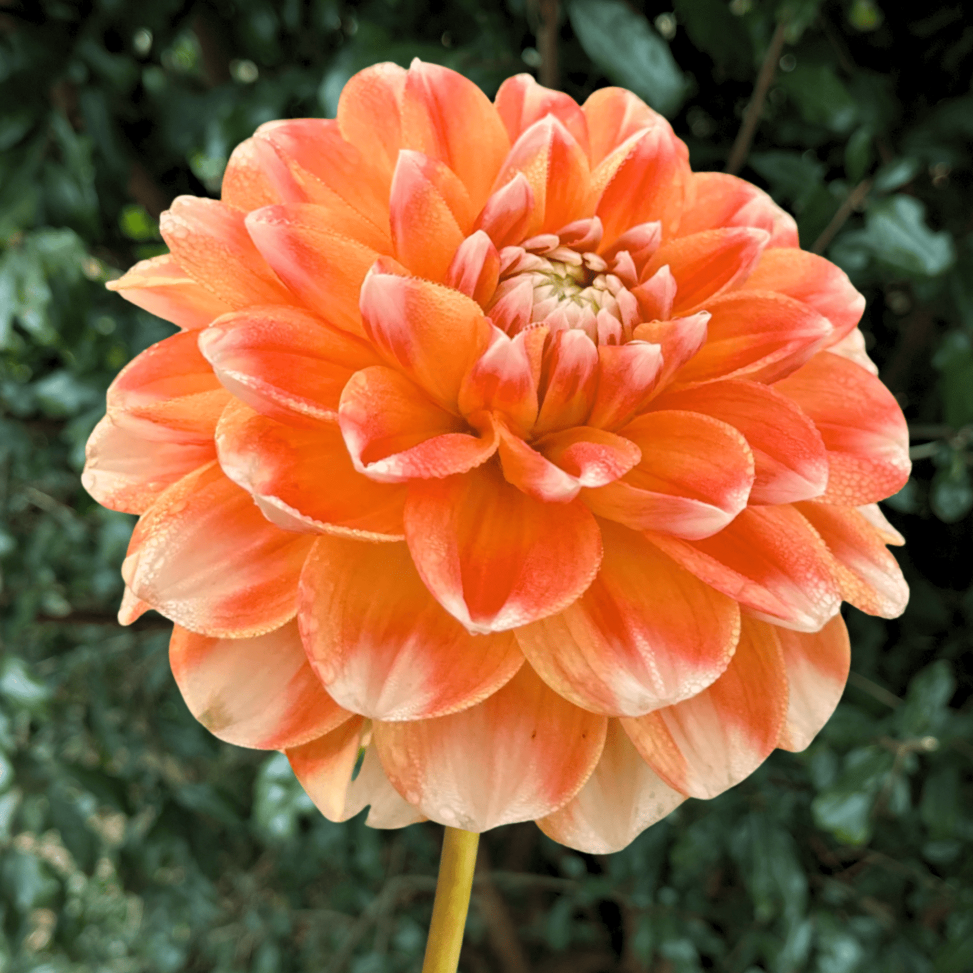 Hapet Harmony Dahlia Tuber | South Africa - Love Dahlias - south - africa - flower - bulbs