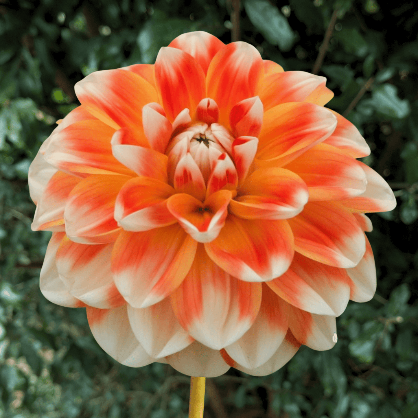 Hapet Harmony Dahlia Tuber | South Africa - Love Dahlias - south - africa - flower - bulbs