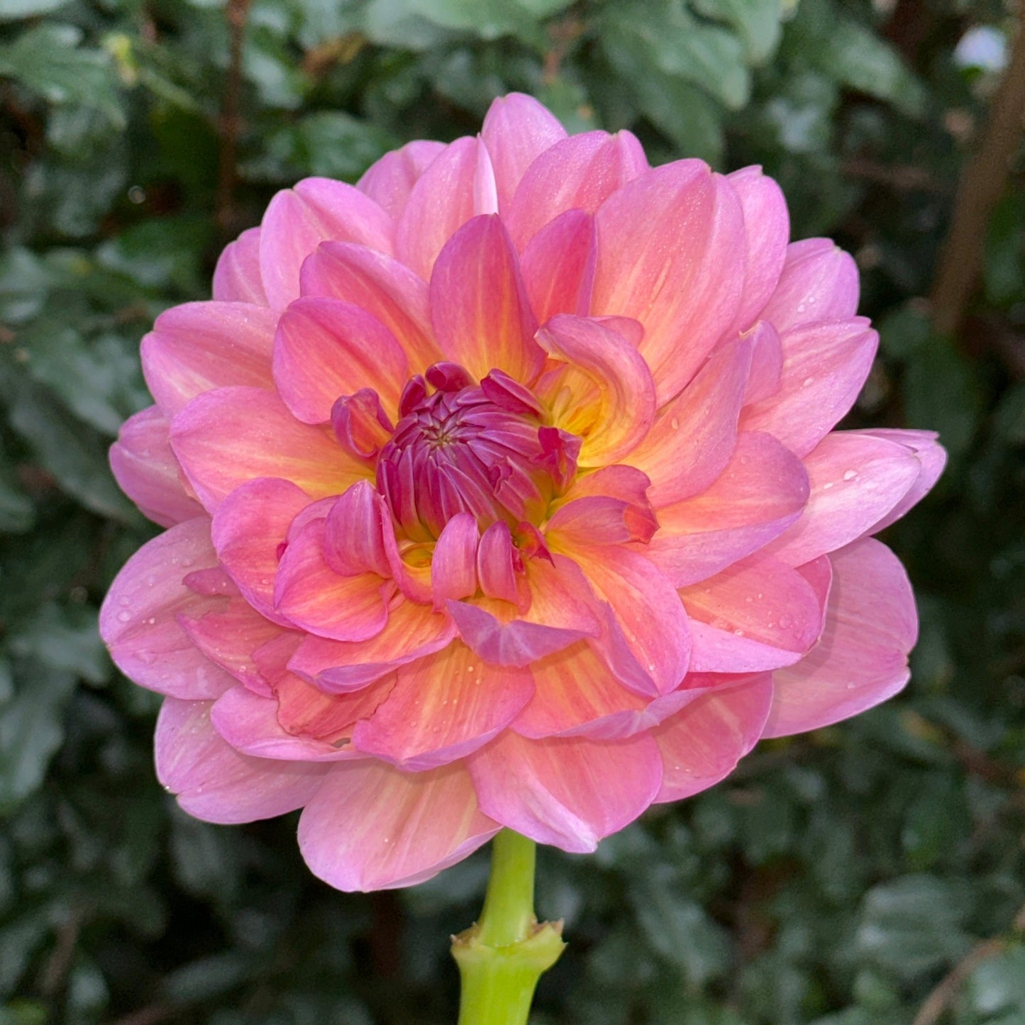 Hapet Old Charm Dahlia (Limit 1 p.p) - Love Dahlias - south - africa - flower - bulbs
