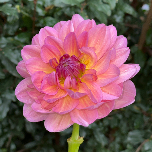 Hapet Old Charm Dahlia (Limit 1 p.p) - Love Dahlias - south - africa - flower - bulbs