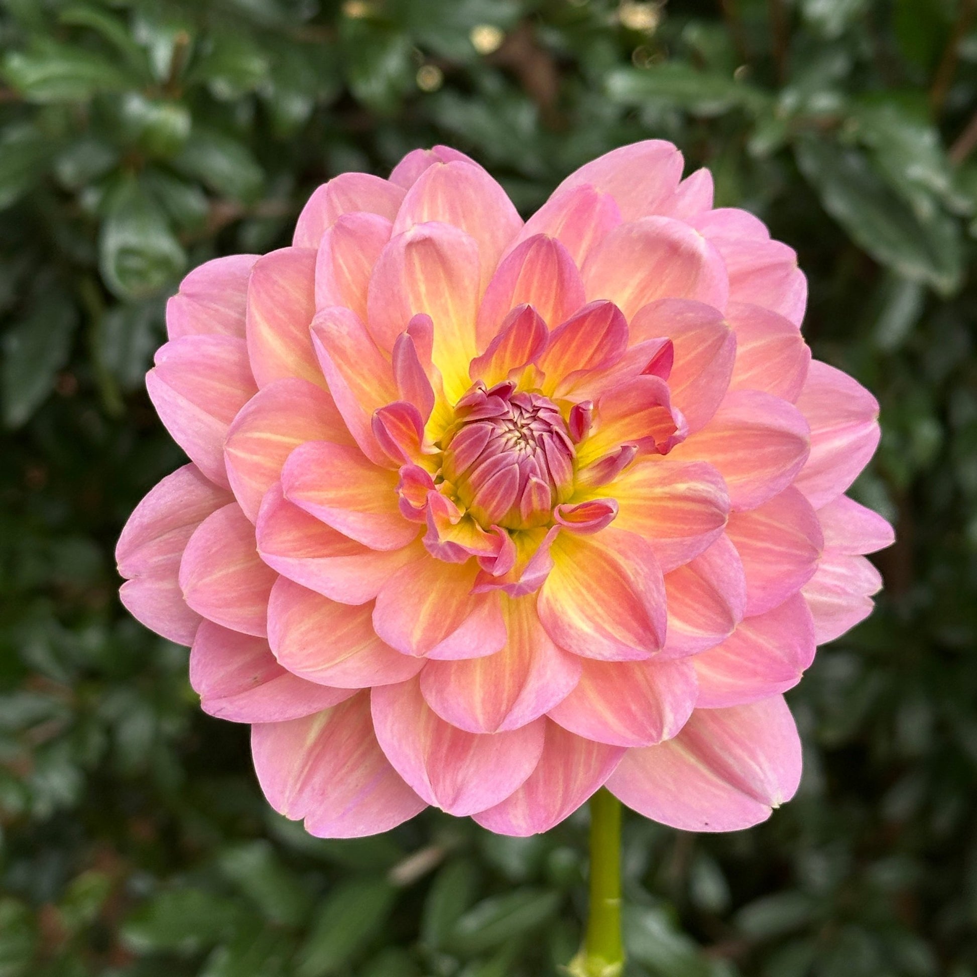 Hapet Old Charm Dahlia (Limit 1 p.p) - Love Dahlias - south - africa - flower - bulbs