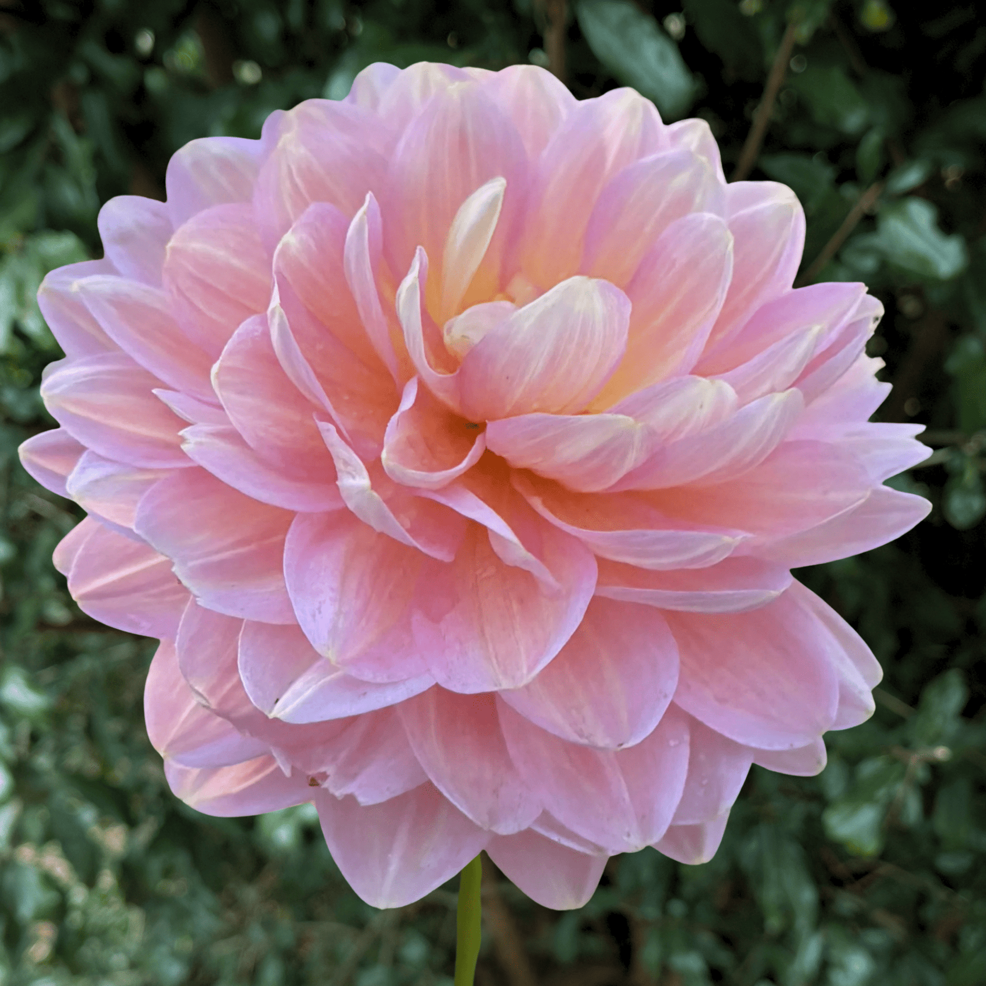 Hapet Old Charm Dahlia Tuber | South Africa - Love Dahlias - south - africa - flower - bulbs