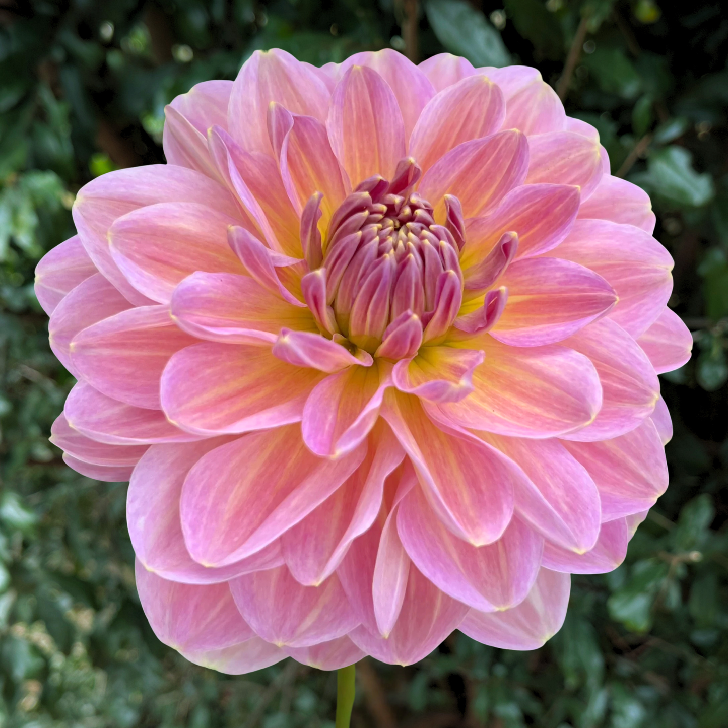 Hapet Old Charm Dahlia Tuber | South Africa - Love Dahlias - south - africa - flower - bulbs