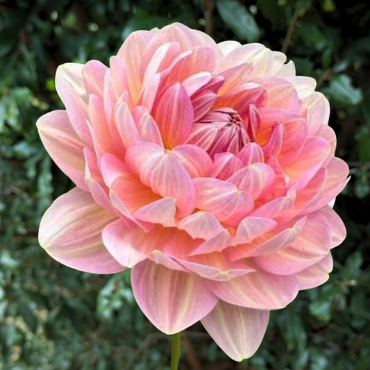 Hapet Old Charm Dahlia Tuber | South Africa - Love Dahlias - south - africa - flower - bulbs