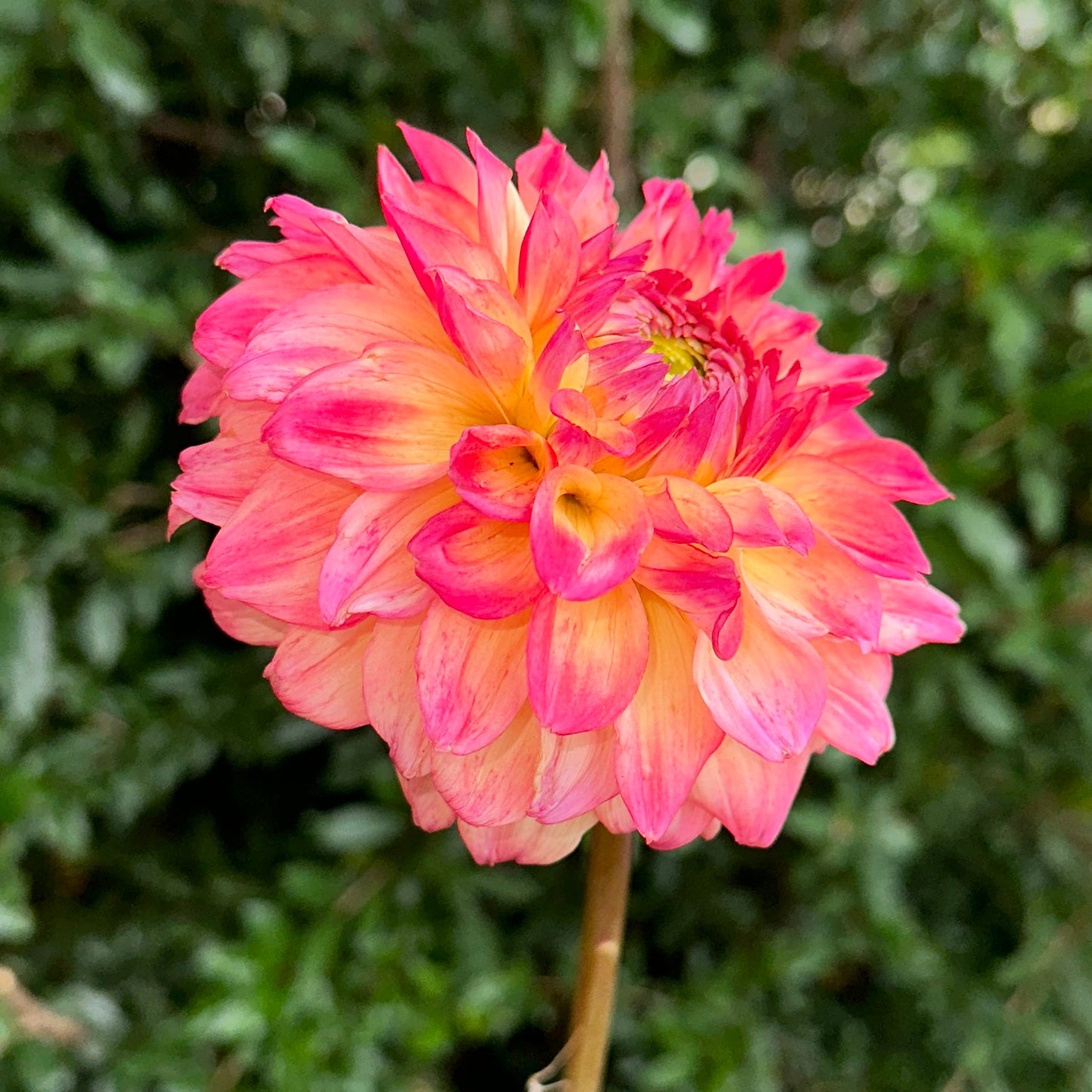 Hapet Peachy Dahlia Tuber - Love Dahlias - south - africa - flower - bulbs