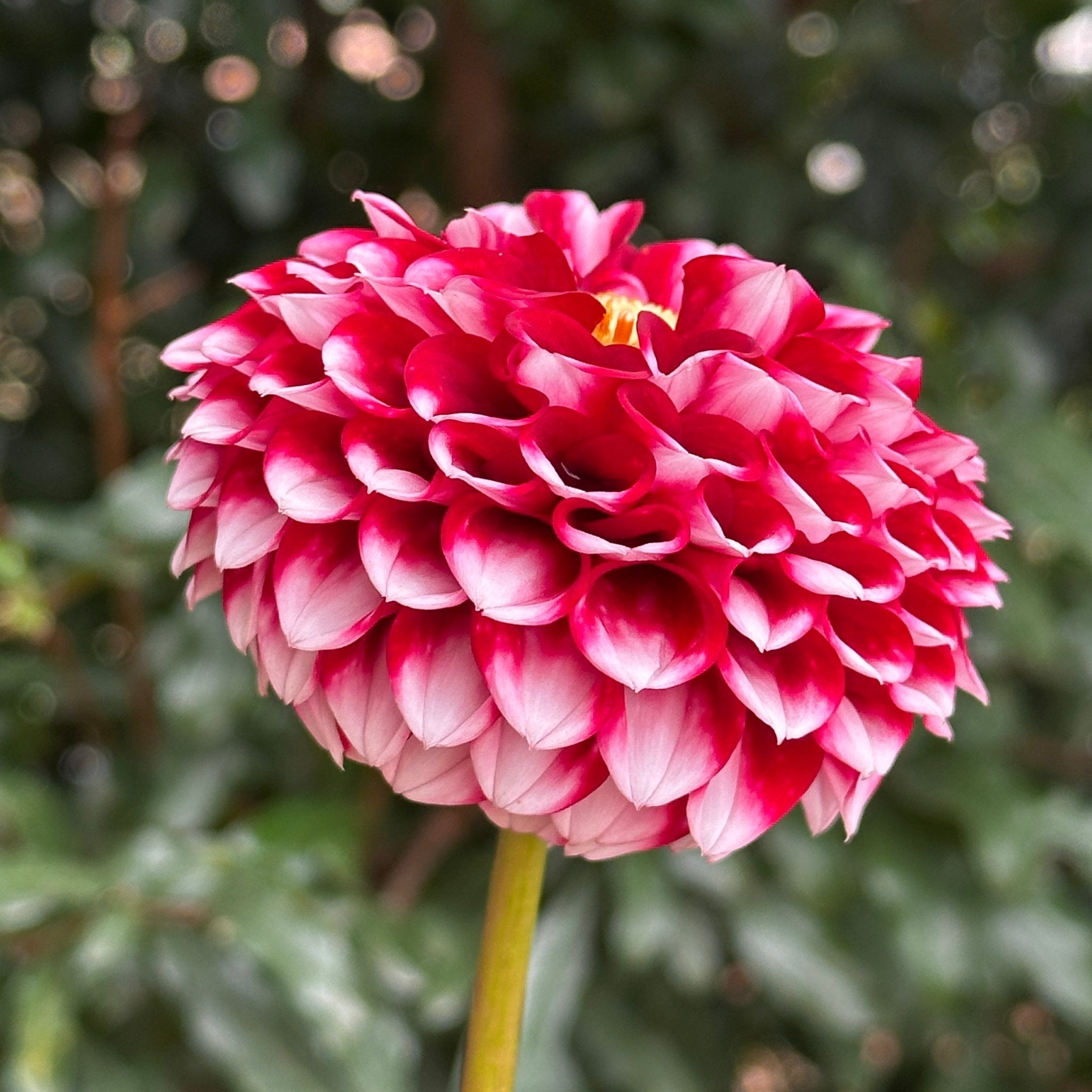 Buy Dahlia Tubers South Africa – Hapet Dahlia for Sale – Love Dahlias