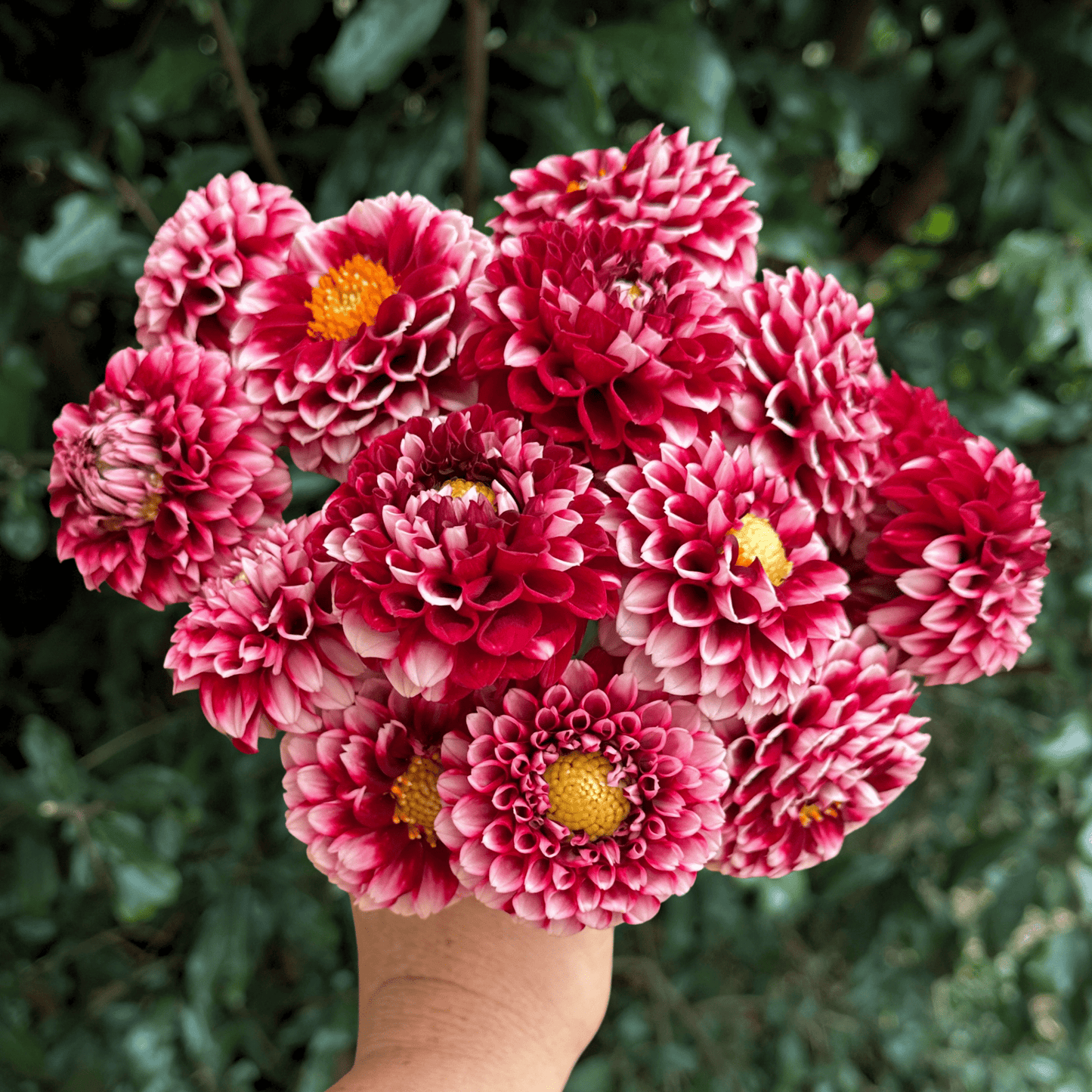 Hapet Picotee Dahlia Tuber | South Africa - Love Dahlias - south - africa - flower - bulbs
