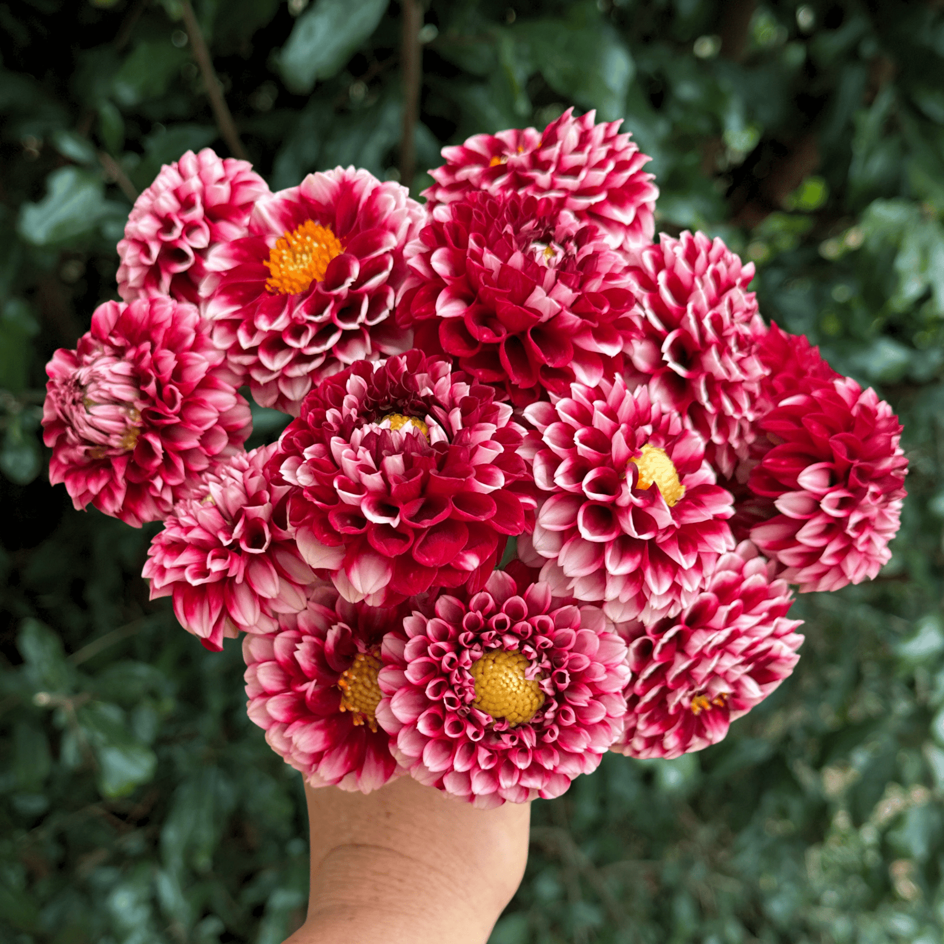 Hapet Picotee Dahlia Tuber | South Africa - Love Dahlias - south - africa - flower - bulbs