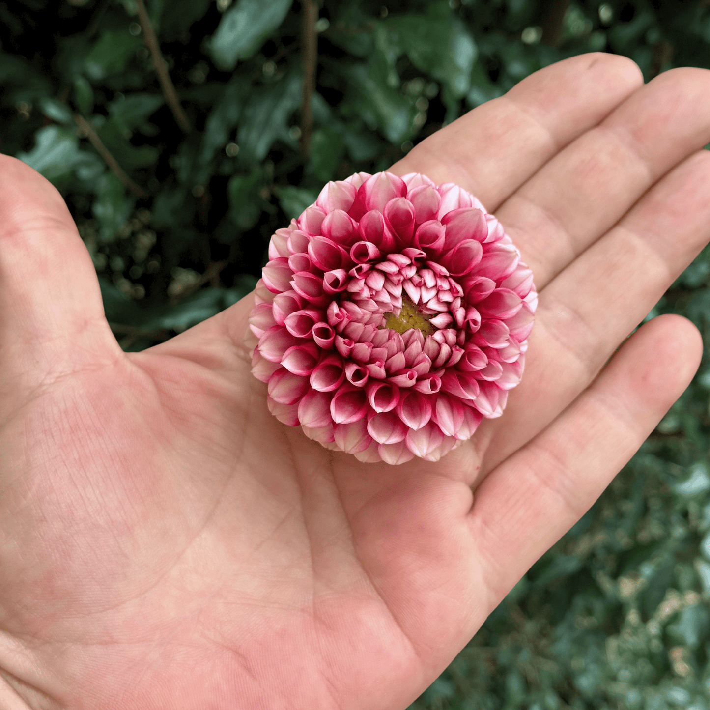 Hapet Picotee Dahlia Tuber | South Africa - Love Dahlias - south - africa - flower - bulbs