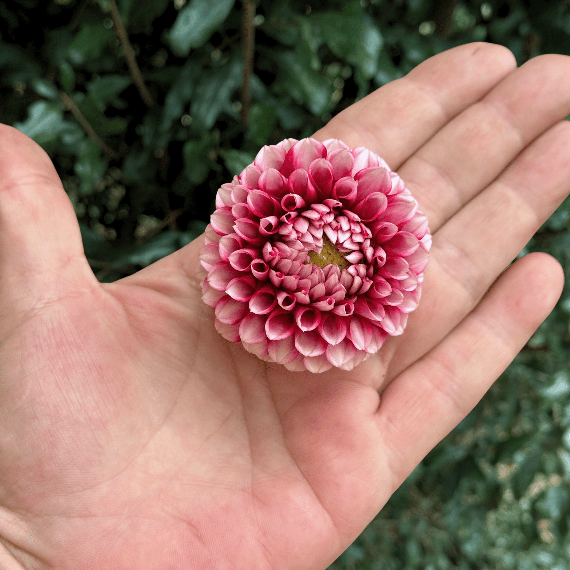 Hapet Picotee Dahlia Tuber | South Africa - Love Dahlias - south - africa - flower - bulbs