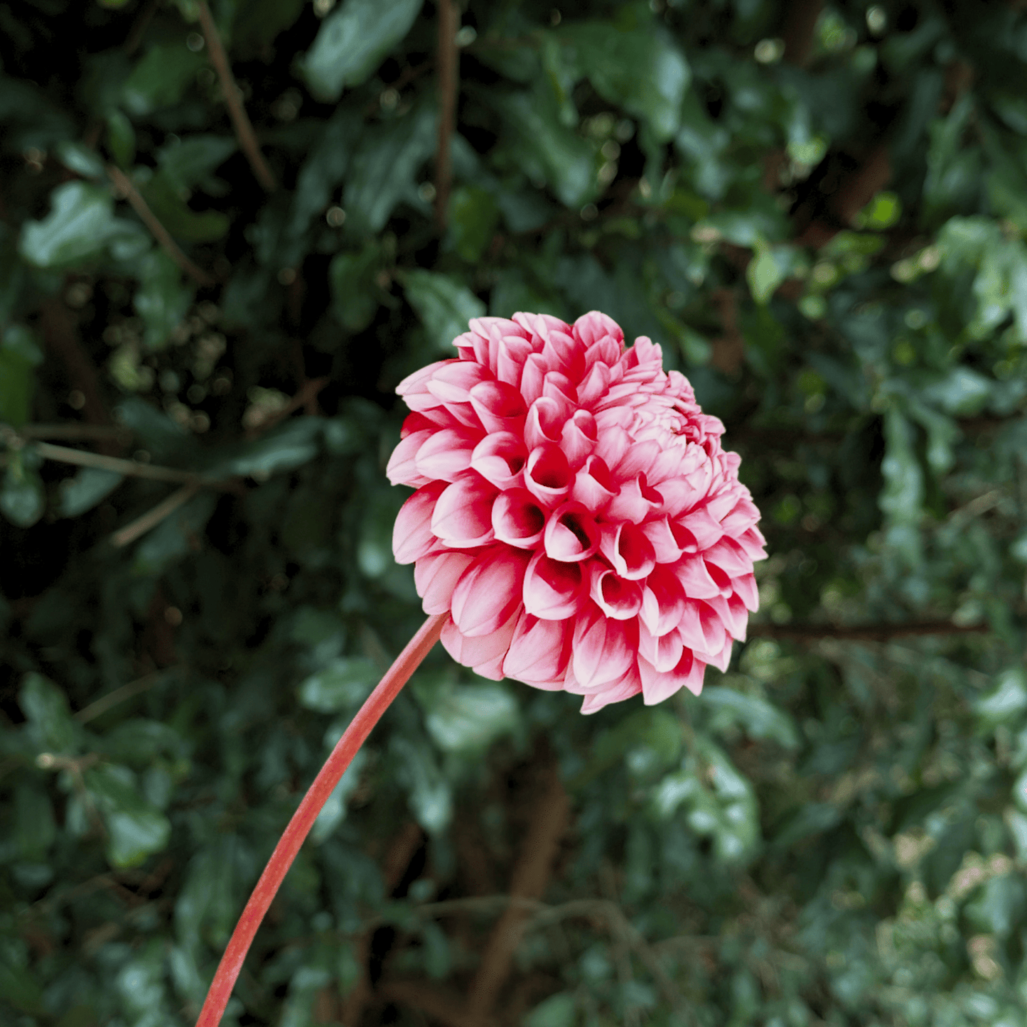Hapet Picotee Dahlia Tuber | South Africa - Love Dahlias - south - africa - flower - bulbs