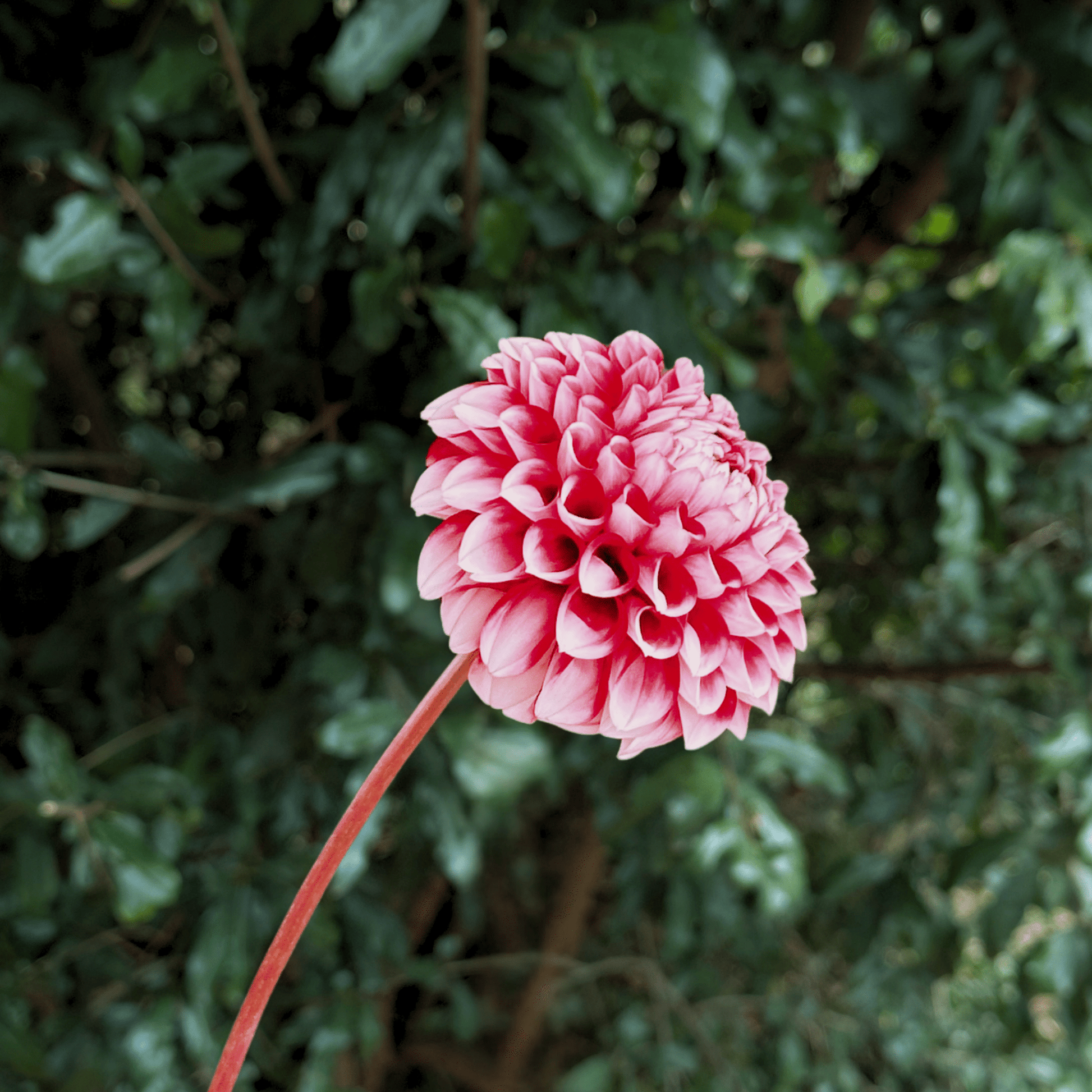 Hapet Picotee Dahlia Tuber | South Africa - Love Dahlias - south - africa - flower - bulbs
