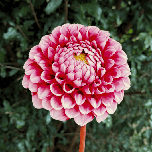 Hapet Picotee Dahlia Tuber | South Africa - Love Dahlias - south - africa - flower - bulbs