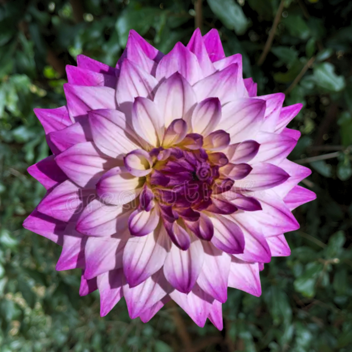 Hapet Pink Jack Dahlia Tuber | South Africa - Love Dahlias - south - africa - flower - bulbs