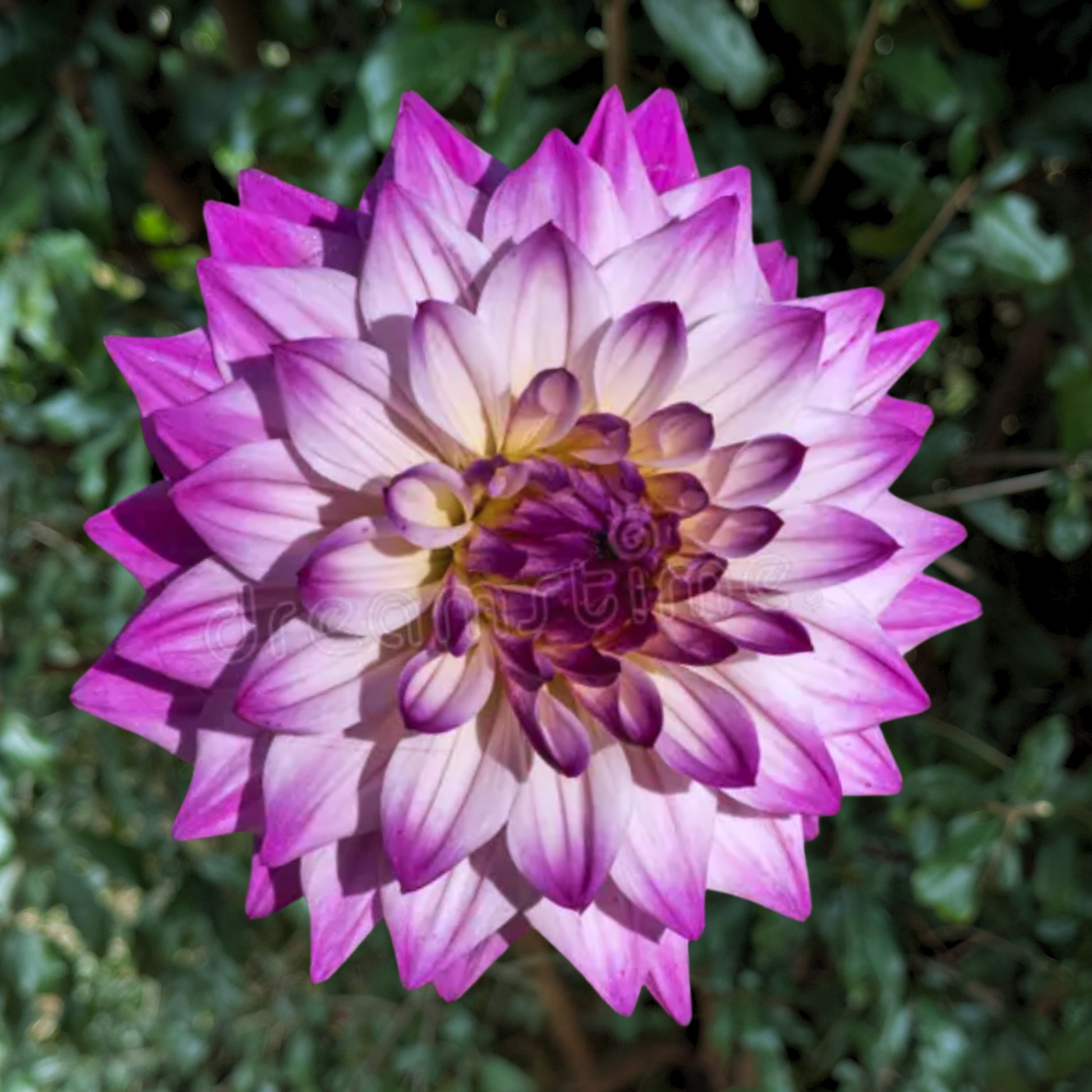 Hapet Pink Jack Dahlia Tuber | South Africa - Love Dahlias - south - africa - flower - bulbs