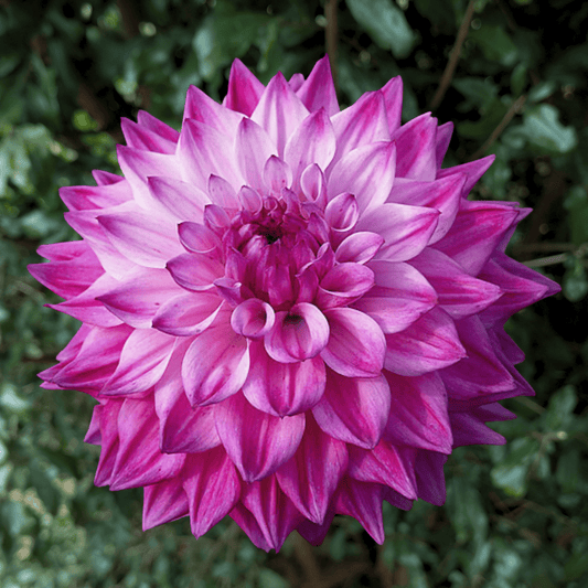 Hapet Pink Jack Dahlia Tuber | South Africa - Love Dahlias - south - africa - flower - bulbs