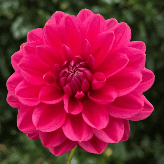 Hapet Pink Lady Dahlia Tuber | South Africa - Love Dahlias-south-africa-flower-bulbs