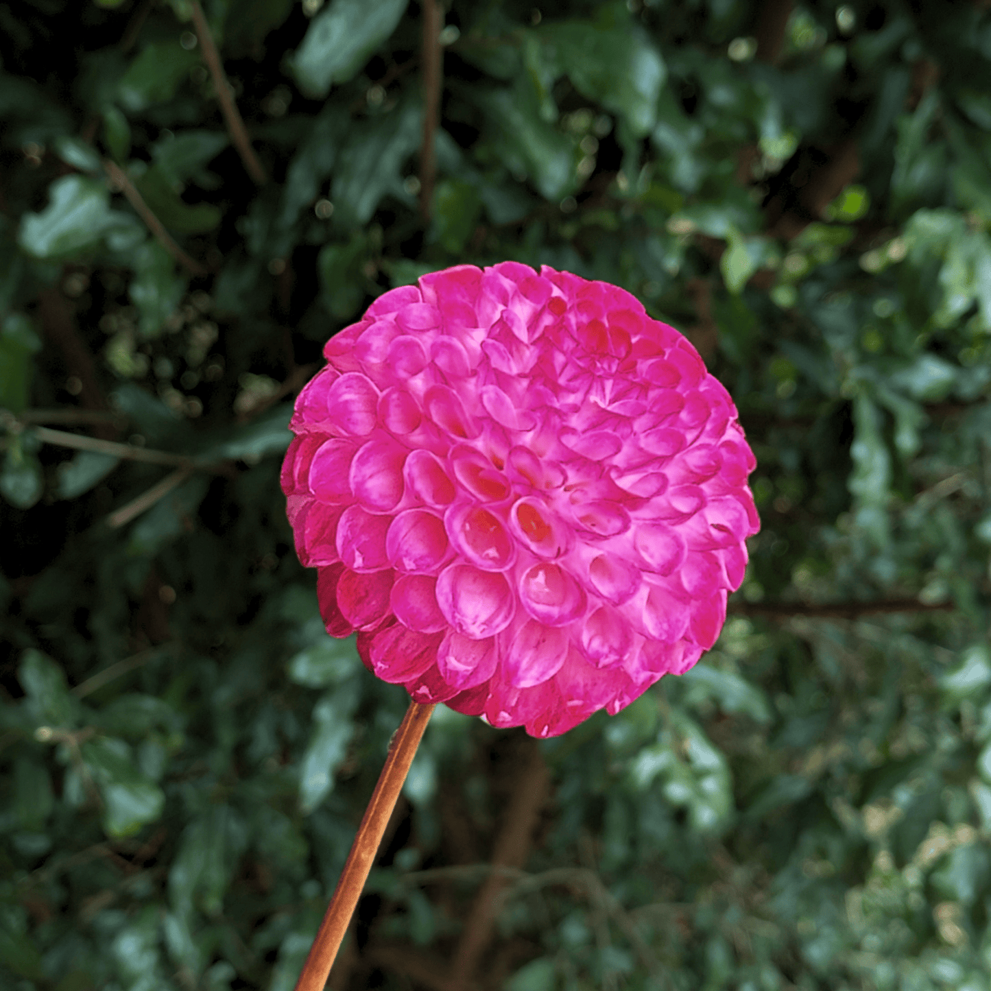 Hapet Pom Dahlia Tuber | South Africa - Love Dahlias - south - africa - flower - bulbs