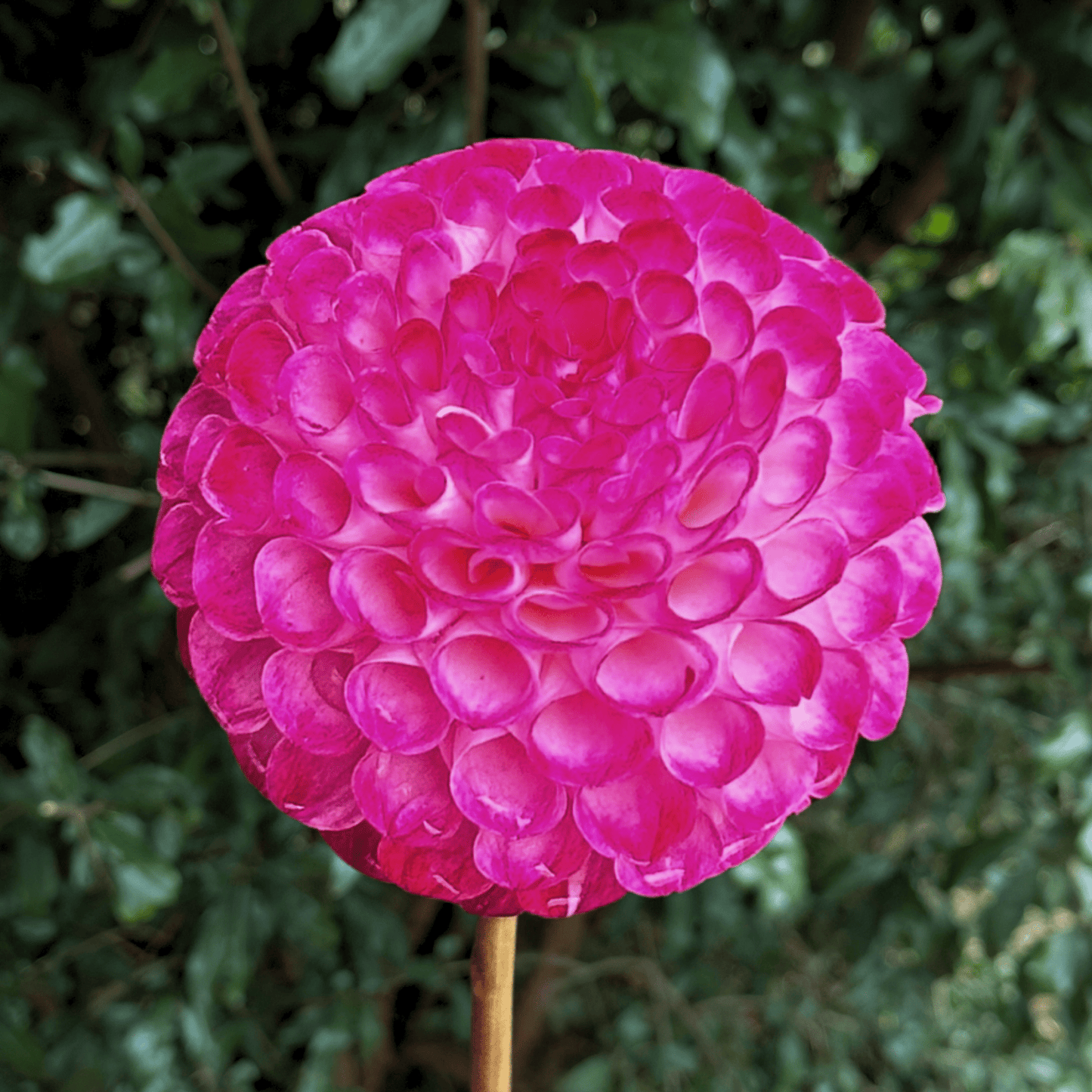 Hapet Pom Dahlia Tuber | South Africa - Love Dahlias - south - africa - flower - bulbs