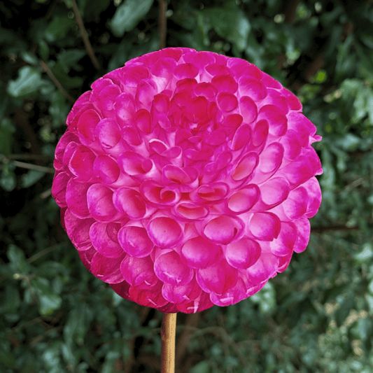 Hapet Pom Dahlia Tuber | South Africa - Love Dahlias - south - africa - flower - bulbs