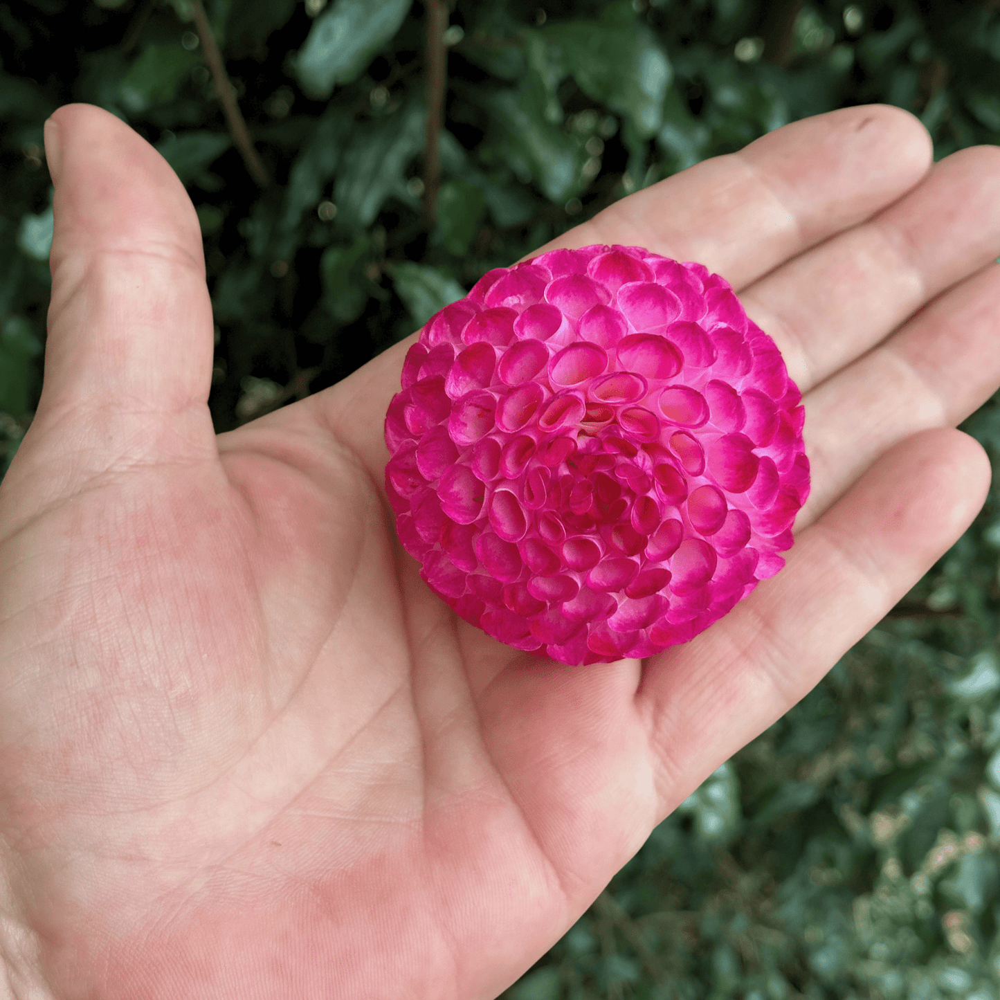 Hapet Pom Dahlia Tuber | South Africa - Love Dahlias - south - africa - flower - bulbs
