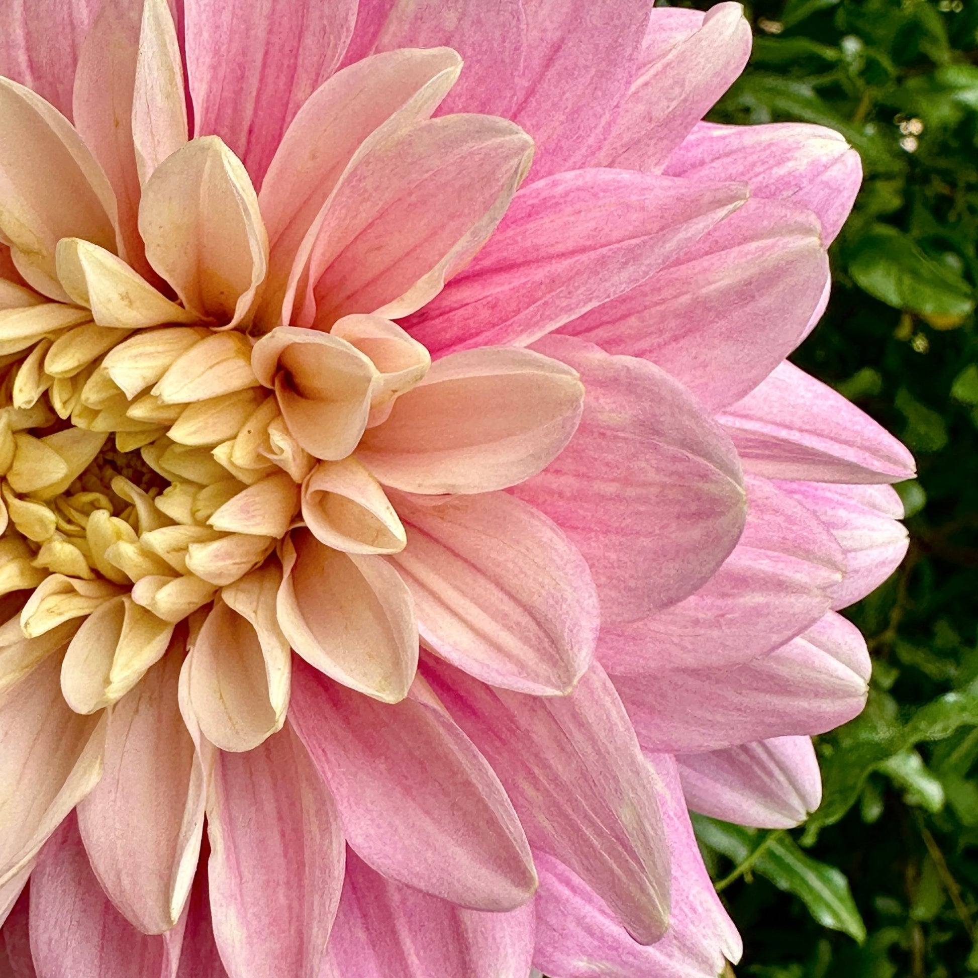 Hapet Rose Dream Dahlia Tuber - Love Dahlias - south - africa - flower - bulbs