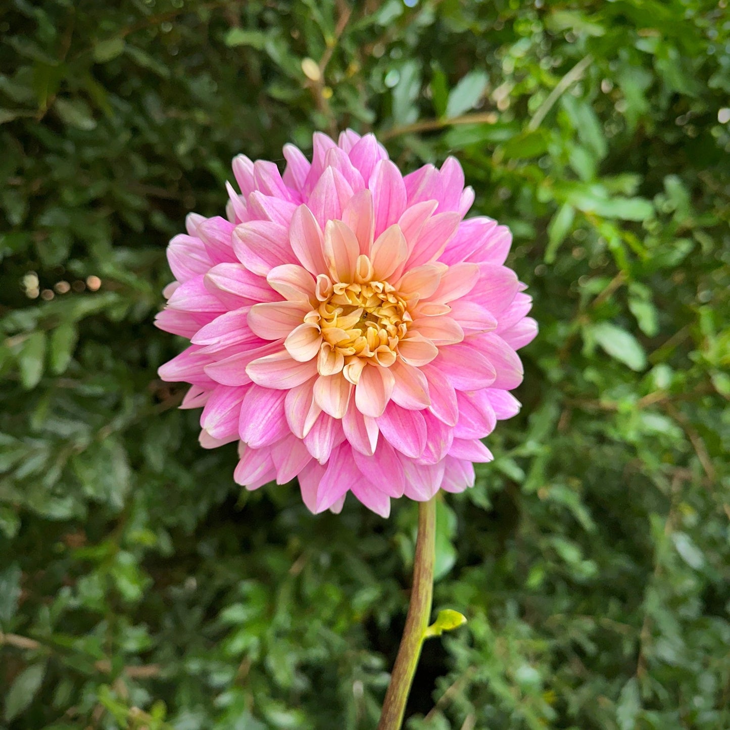 Hapet Rose Dream Dahlia Tuber - Love Dahlias - south - africa - flower - bulbs