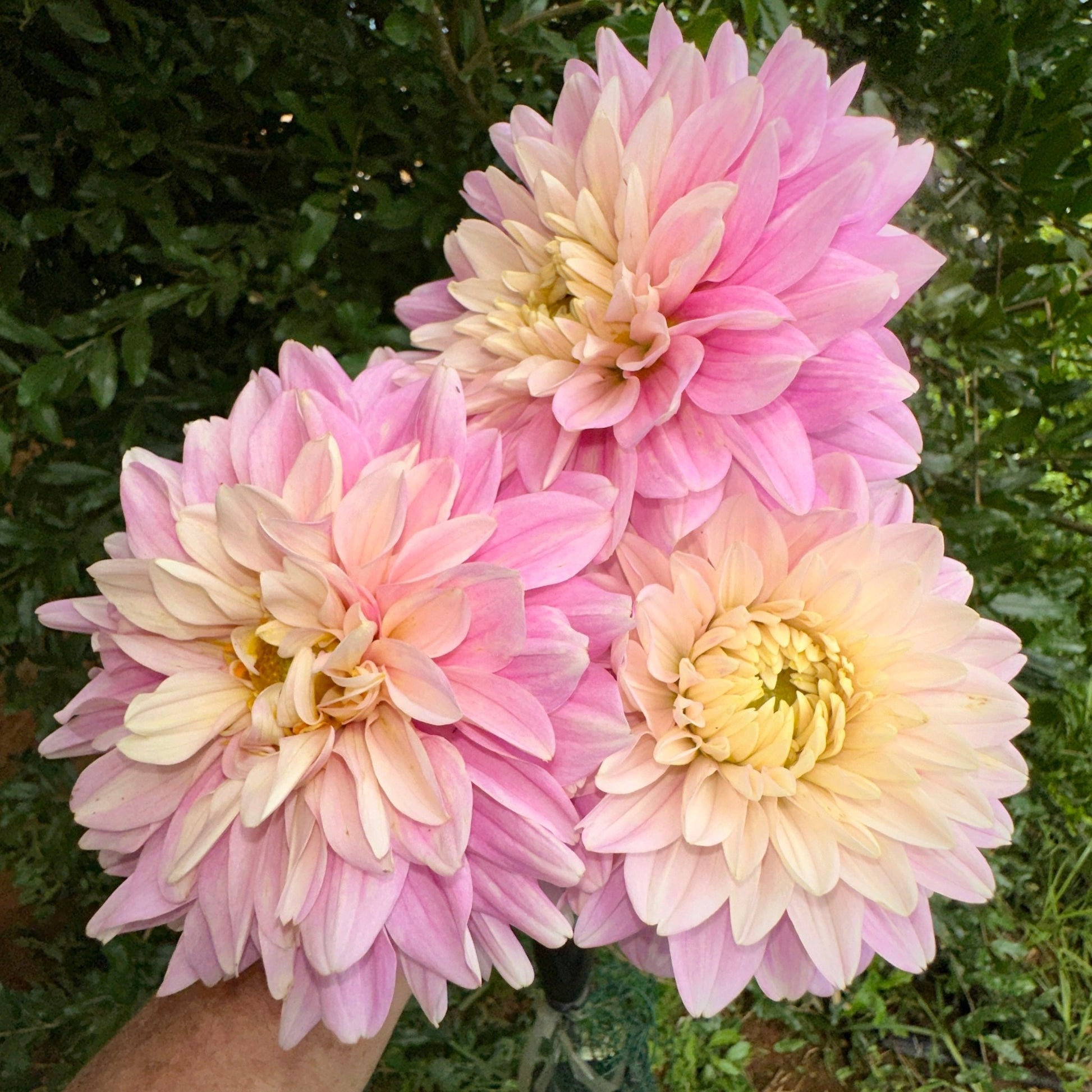 Hapet Rose Dream Dahlia Tuber - Love Dahlias - south - africa - flower - bulbs