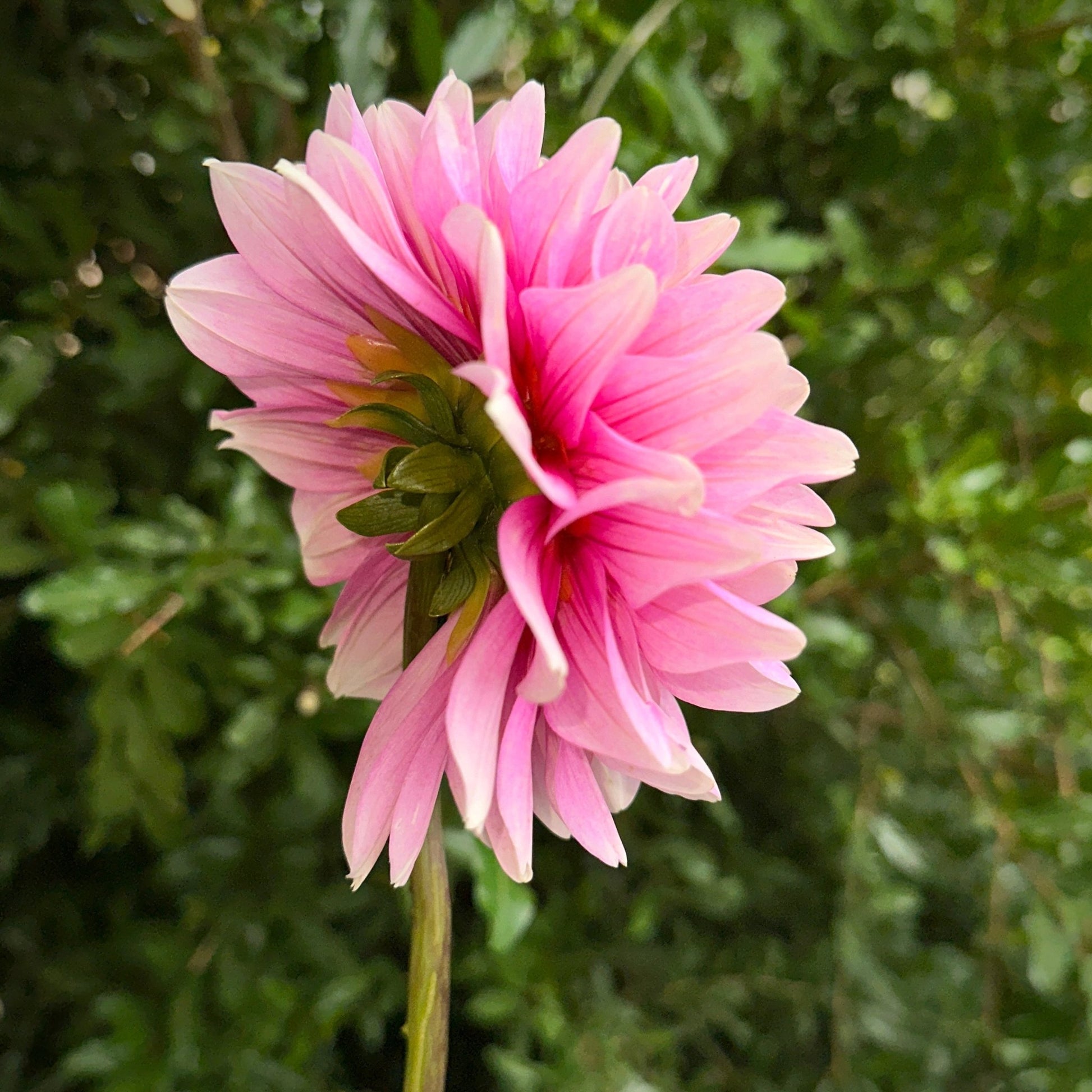Hapet Rose Dream Dahlia Tuber - Love Dahlias - south - africa - flower - bulbs