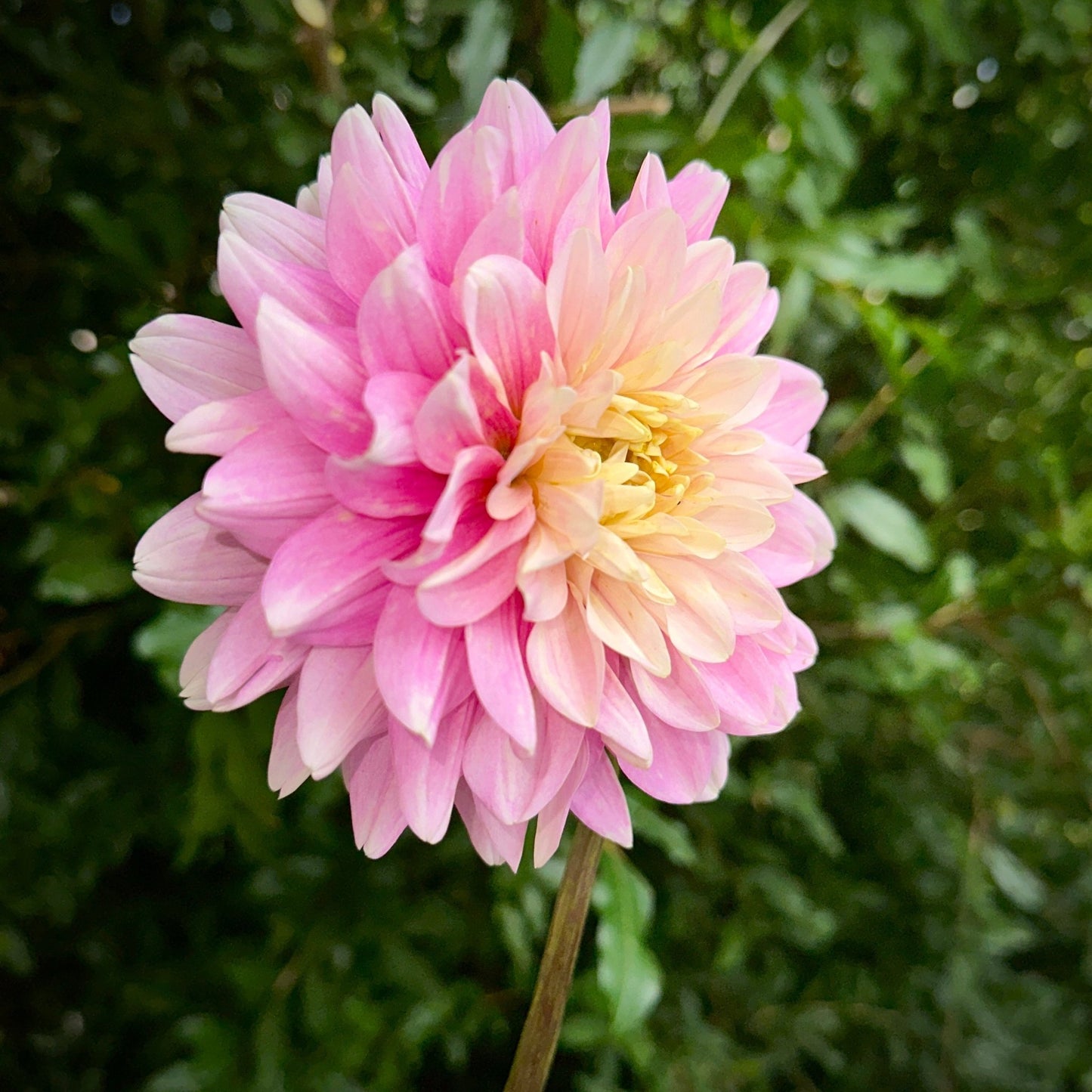 Hapet Rose Dream Dahlia Tuber - Love Dahlias - south - africa - flower - bulbs