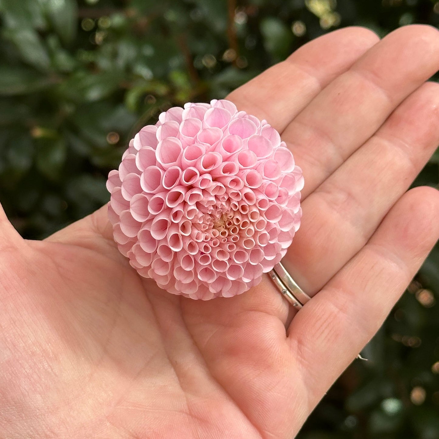 Hapet Rose Point Dahlia (Limit 1 p.p) - Love Dahlias - south - africa - flower - bulbs