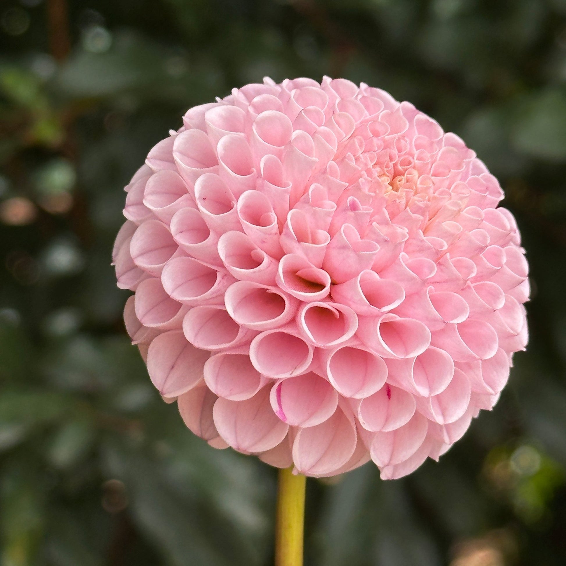 Hapet Rose Point Dahlia (Limit 1 p.p) - Love Dahlias - south - africa - flower - bulbs