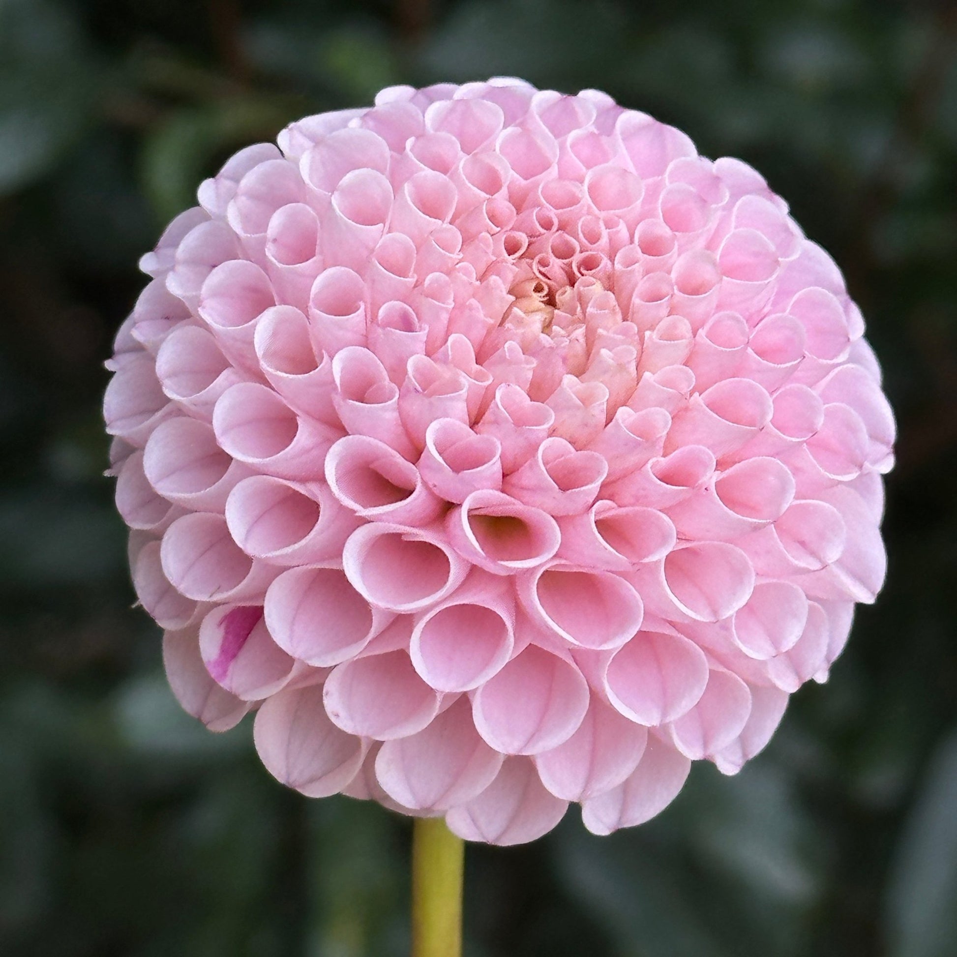 Hapet Rose Point Dahlia (Limit 1 p.p) - Love Dahlias - south - africa - flower - bulbs