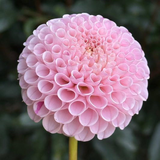 Hapet Rose Point Dahlia (Limit 1 p.p) - Love Dahlias - south - africa - flower - bulbs