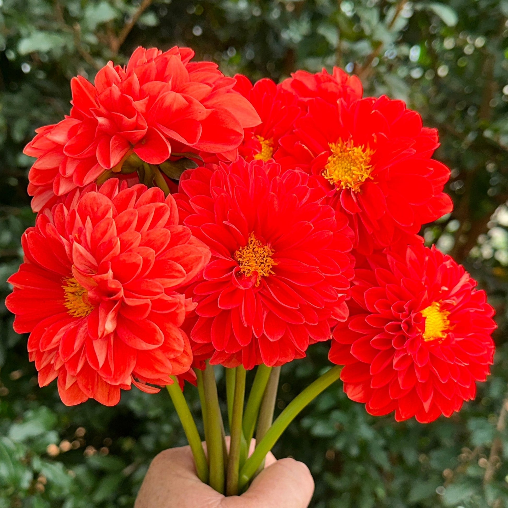 Happy Halloween Dahlia Tuber - Love Dahlias - south - africa - flower - bulbs