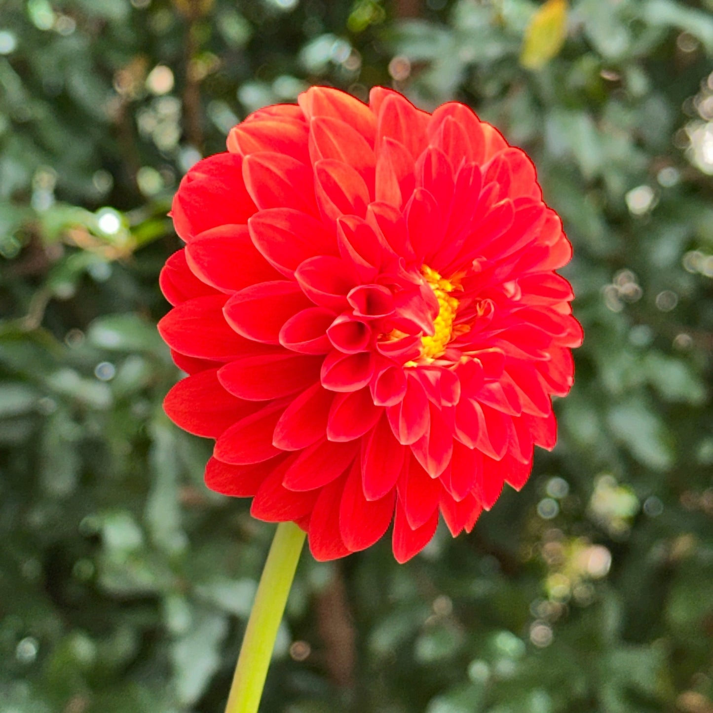 Happy Halloween Dahlia Tuber - Love Dahlias - south - africa - flower - bulbs