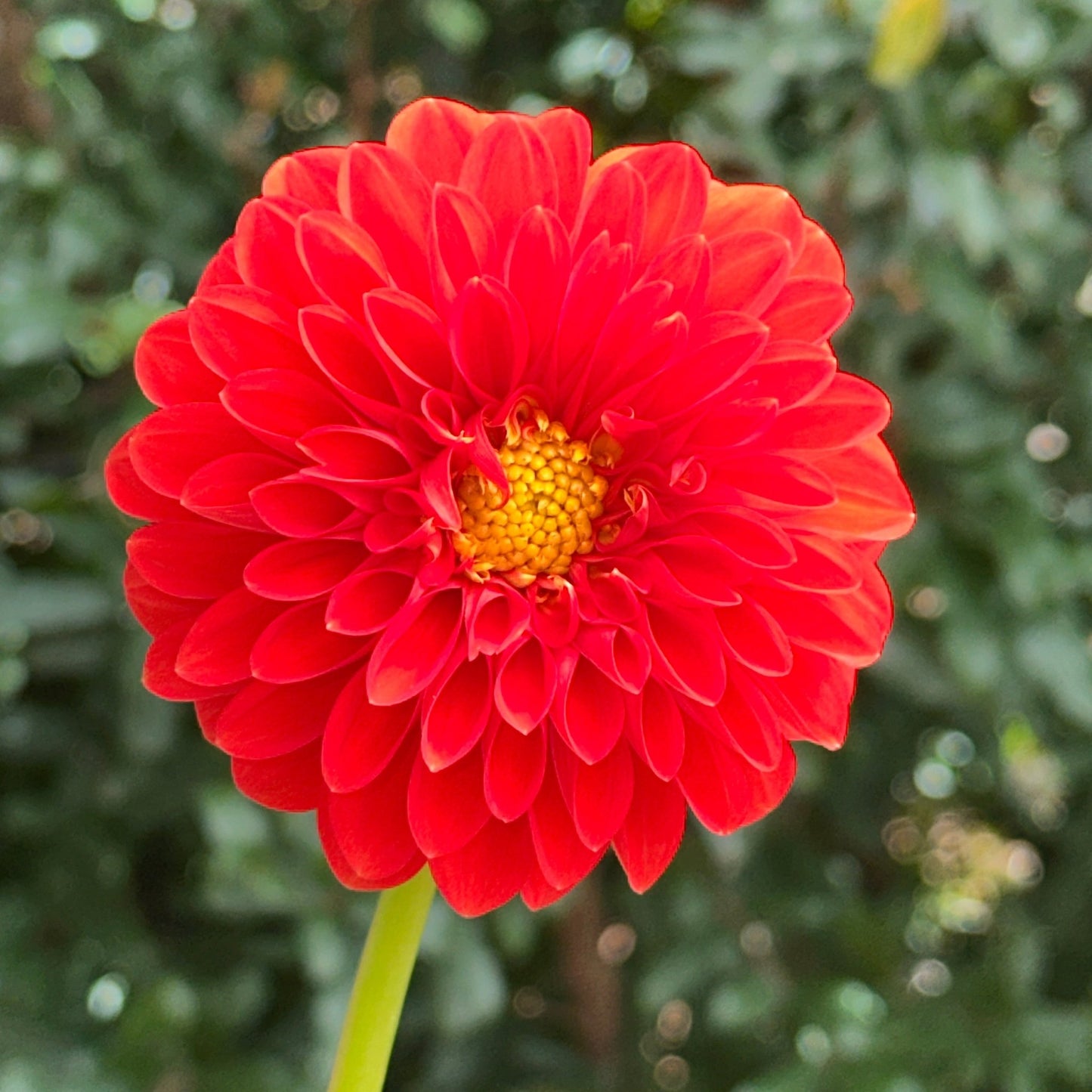 Happy Halloween Dahlia Tuber - Love Dahlias - south - africa - flower - bulbs